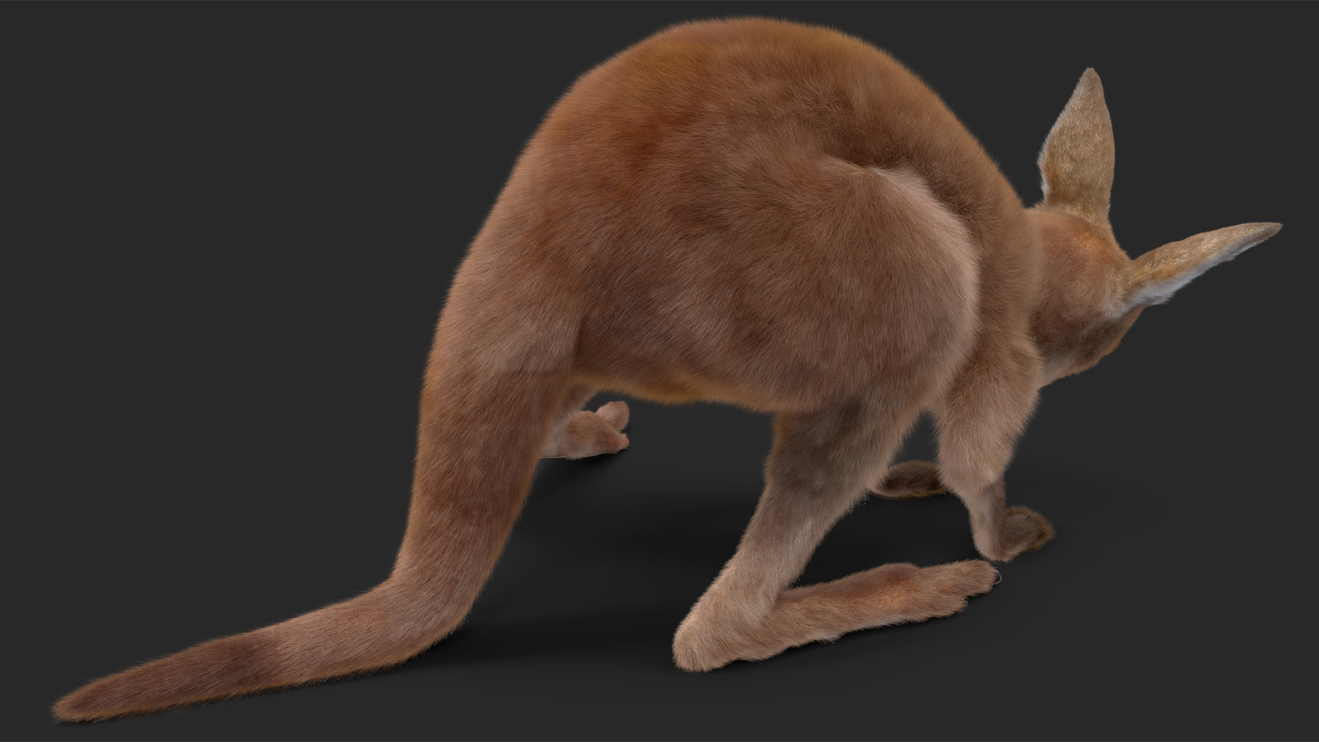 Baby Kangaroo Fur Rigged 3D model