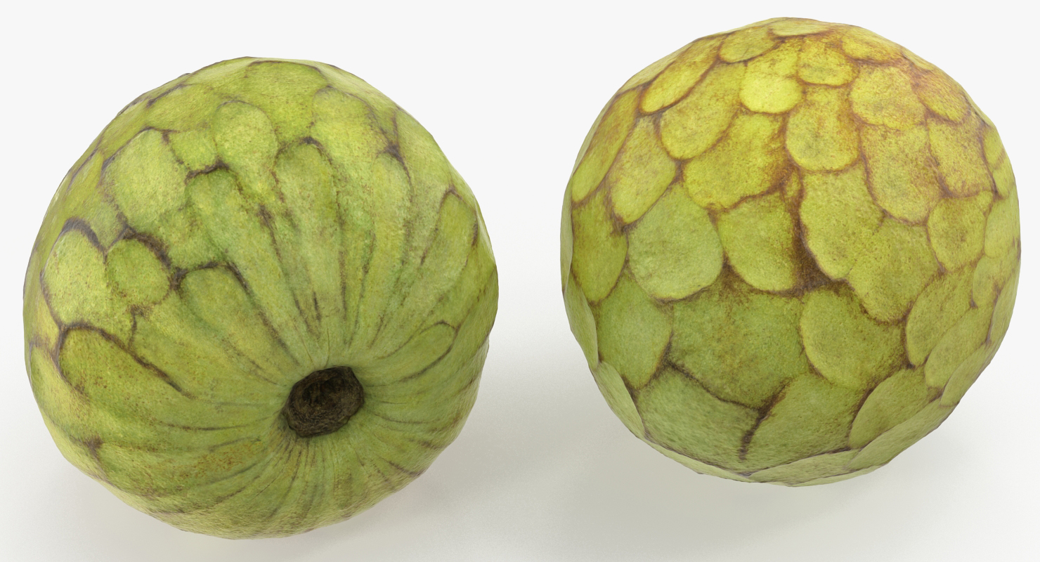 3D model Cherimoya or Annona Cherimola Fruit