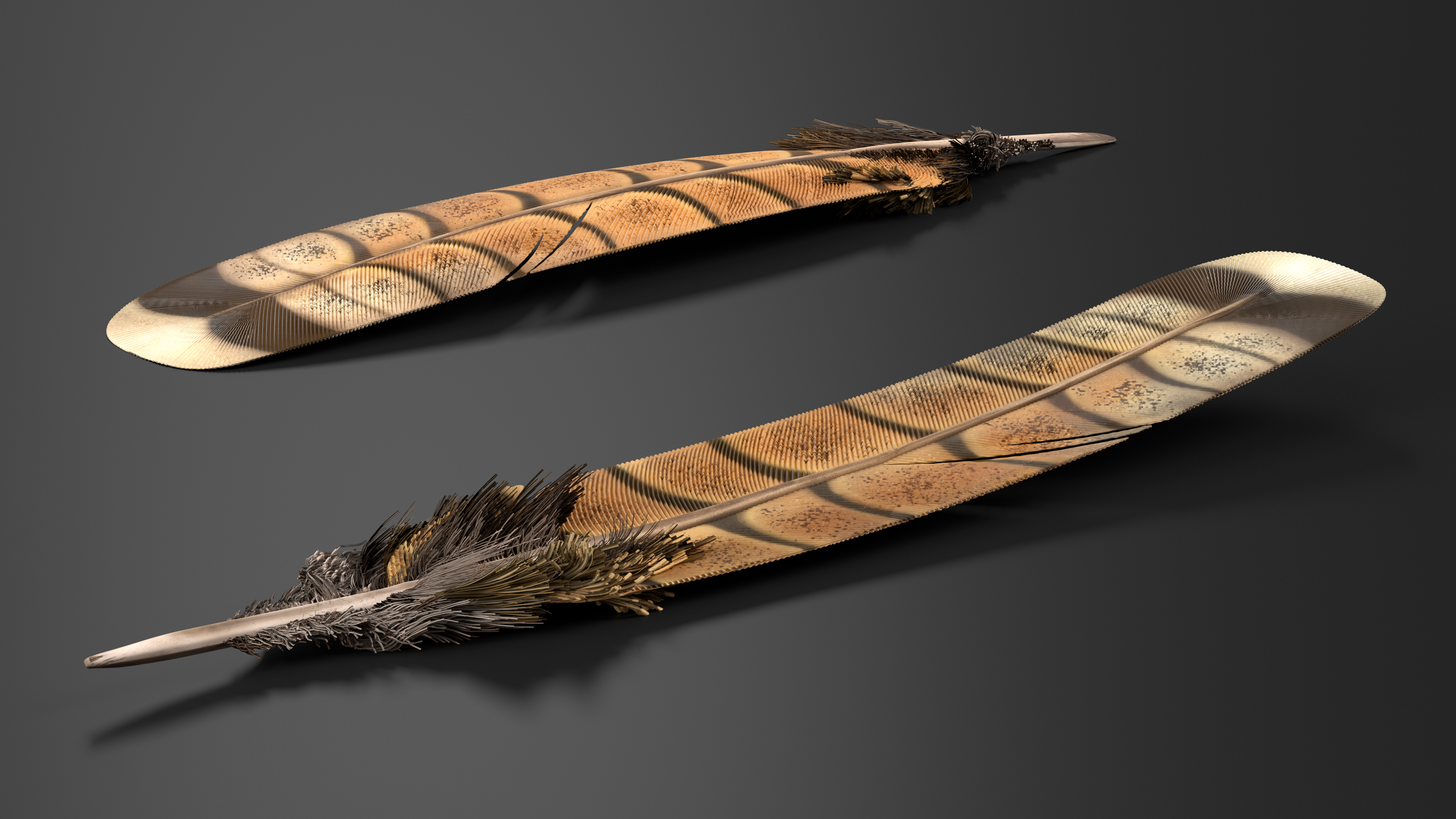 3D Ruffed Grouse Feather