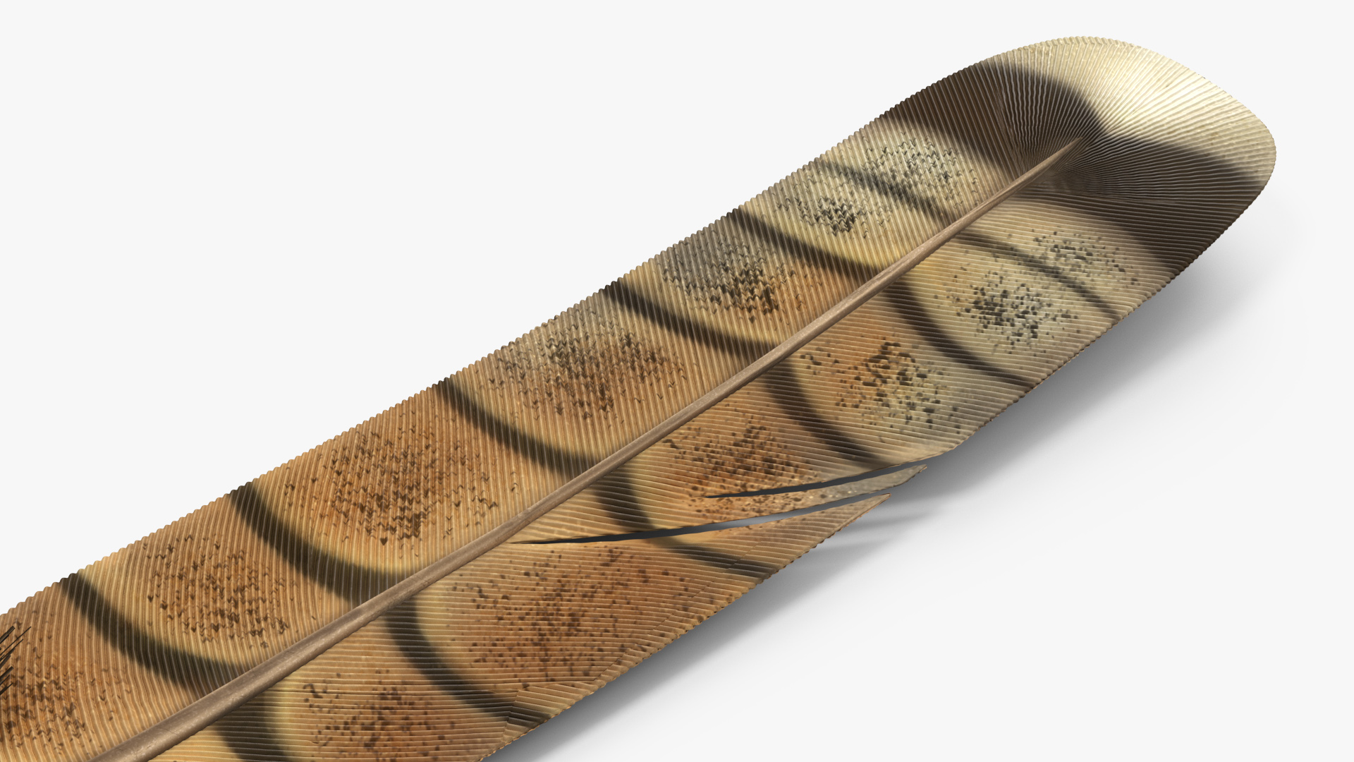 3D Ruffed Grouse Feather