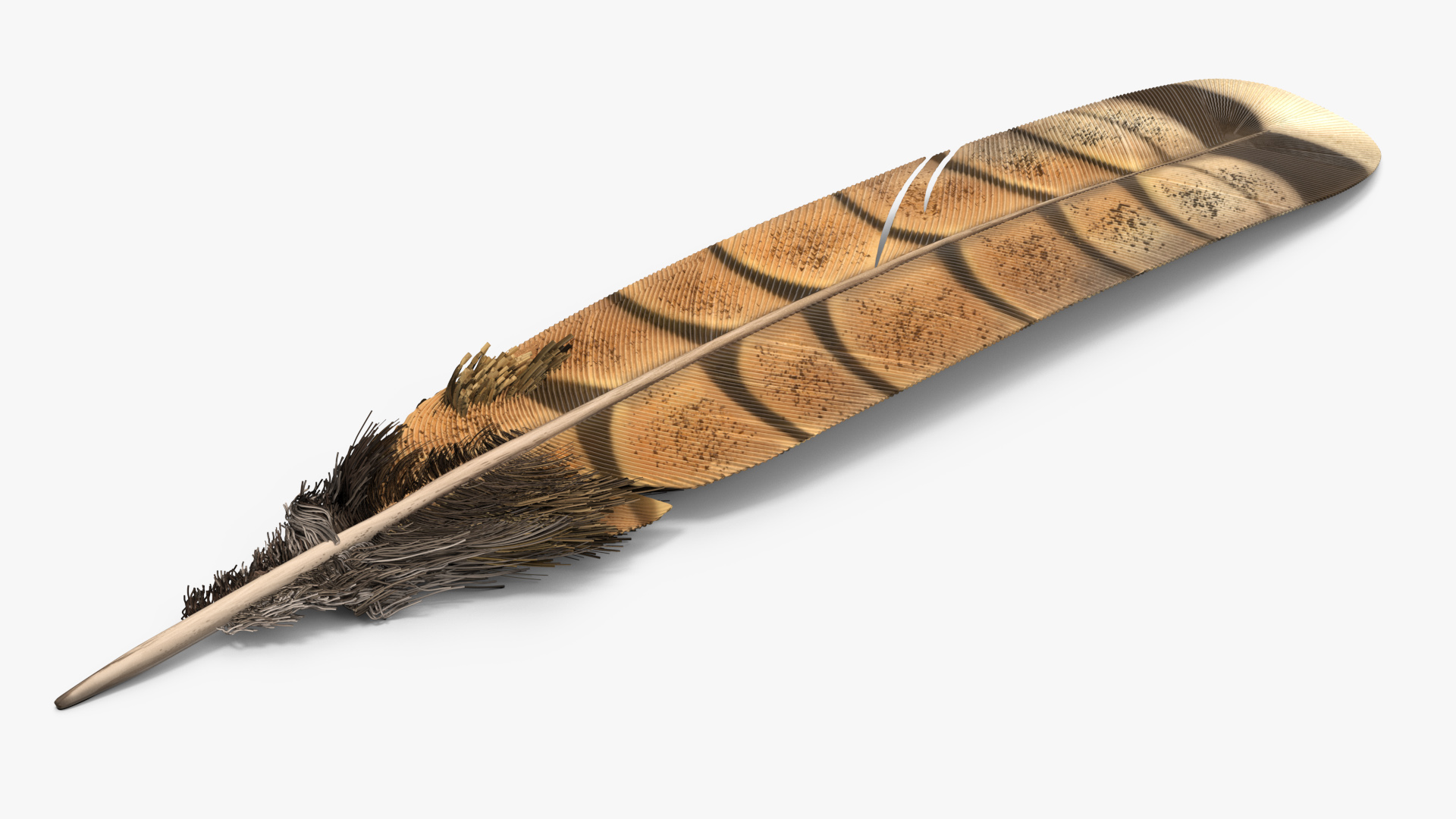 3D Ruffed Grouse Feather