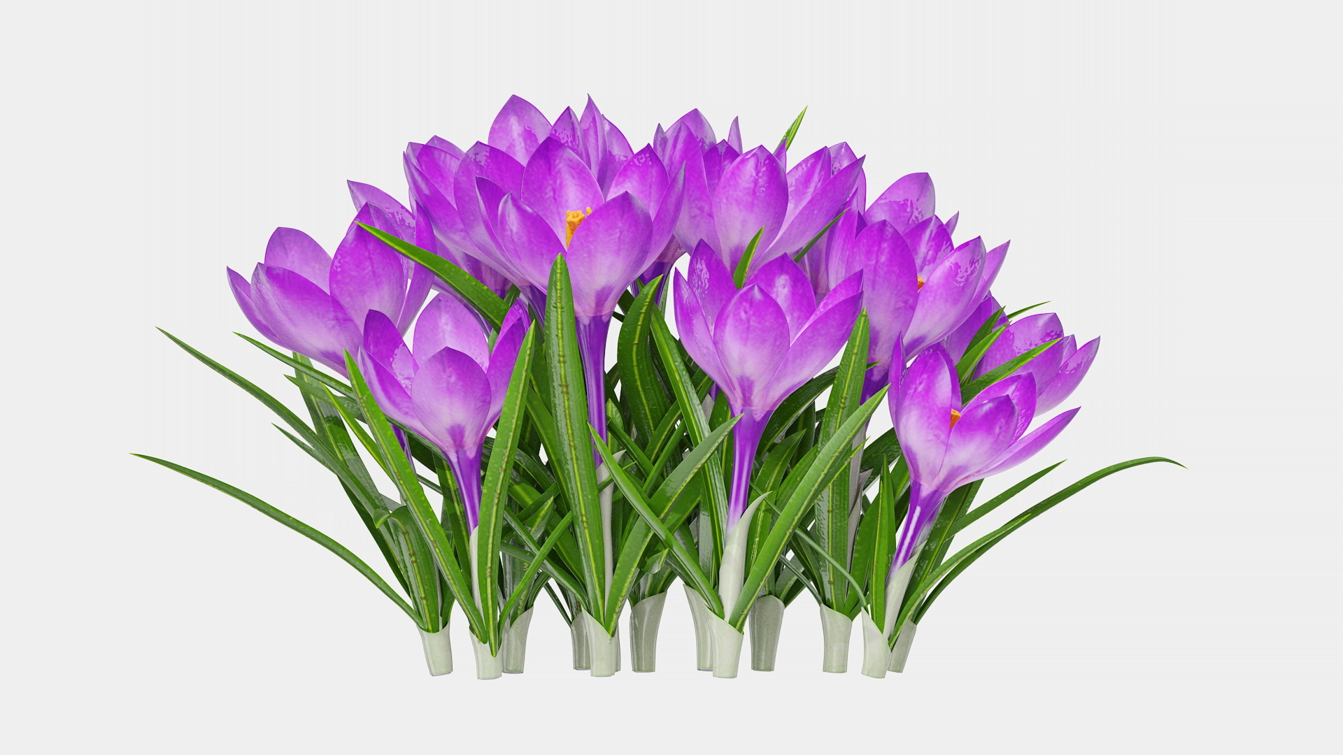 Crocus Flowers 3D model