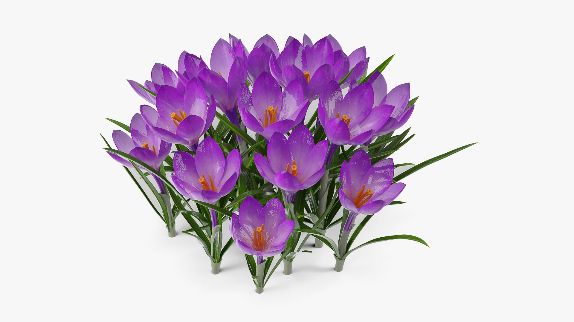 Crocus Flowers 3D model