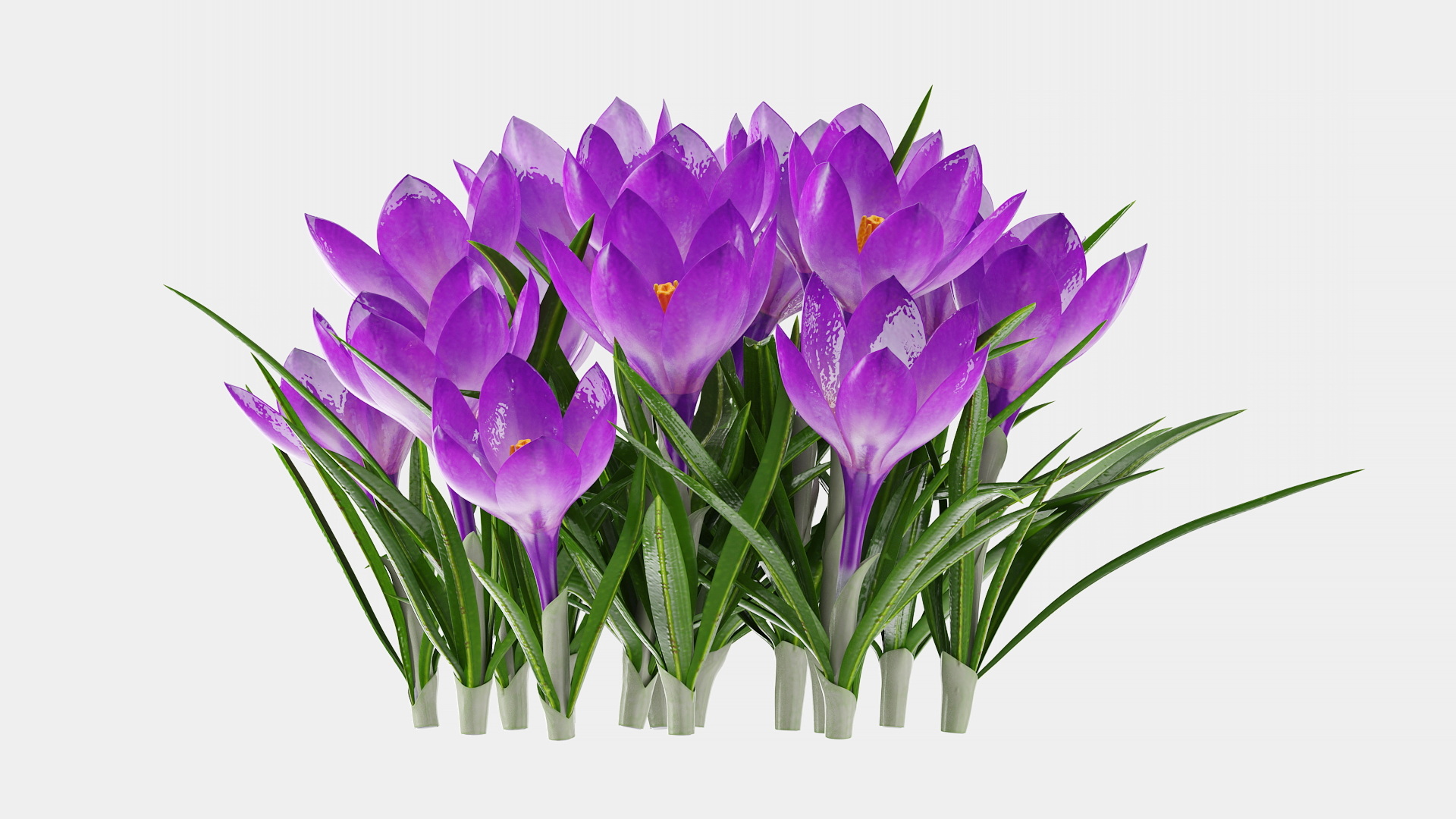 Crocus Flowers 3D model