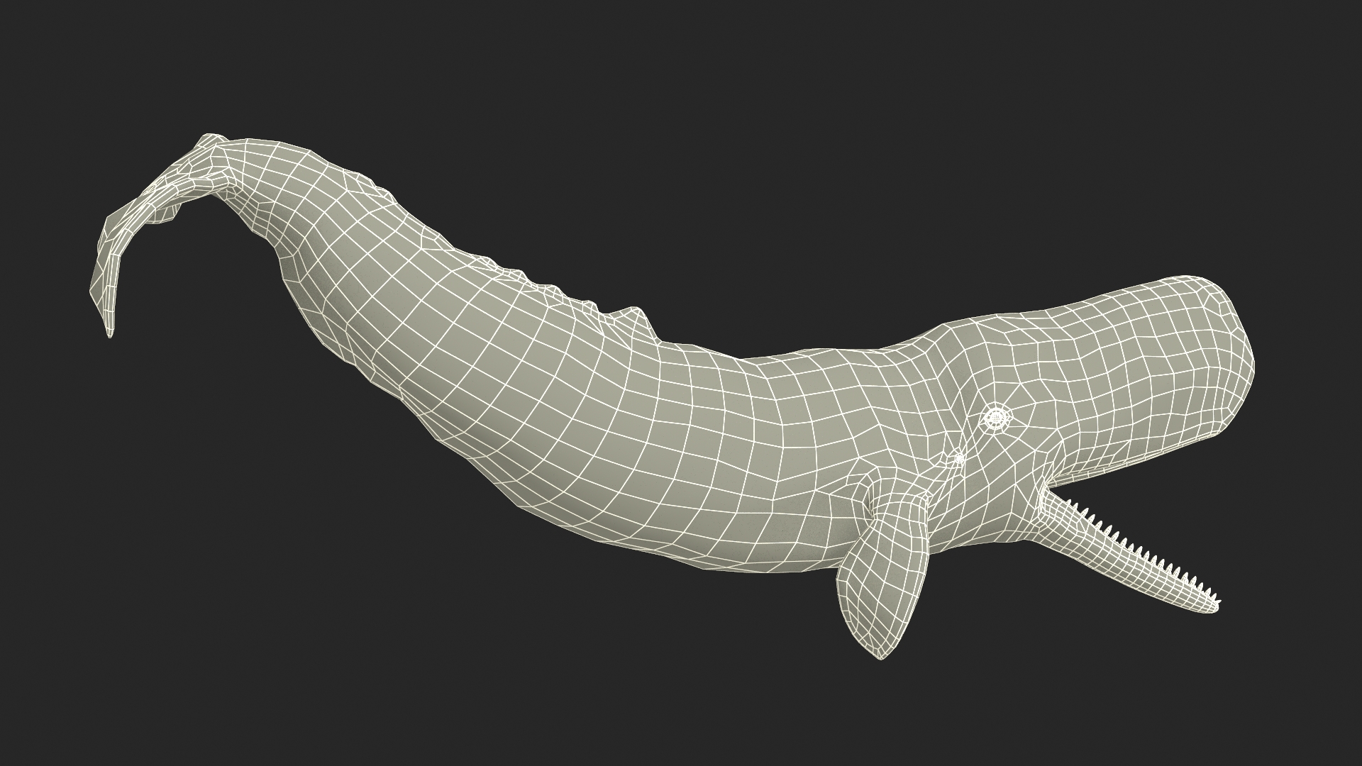 Cachalot Rigged for Cinema 4D 3D model