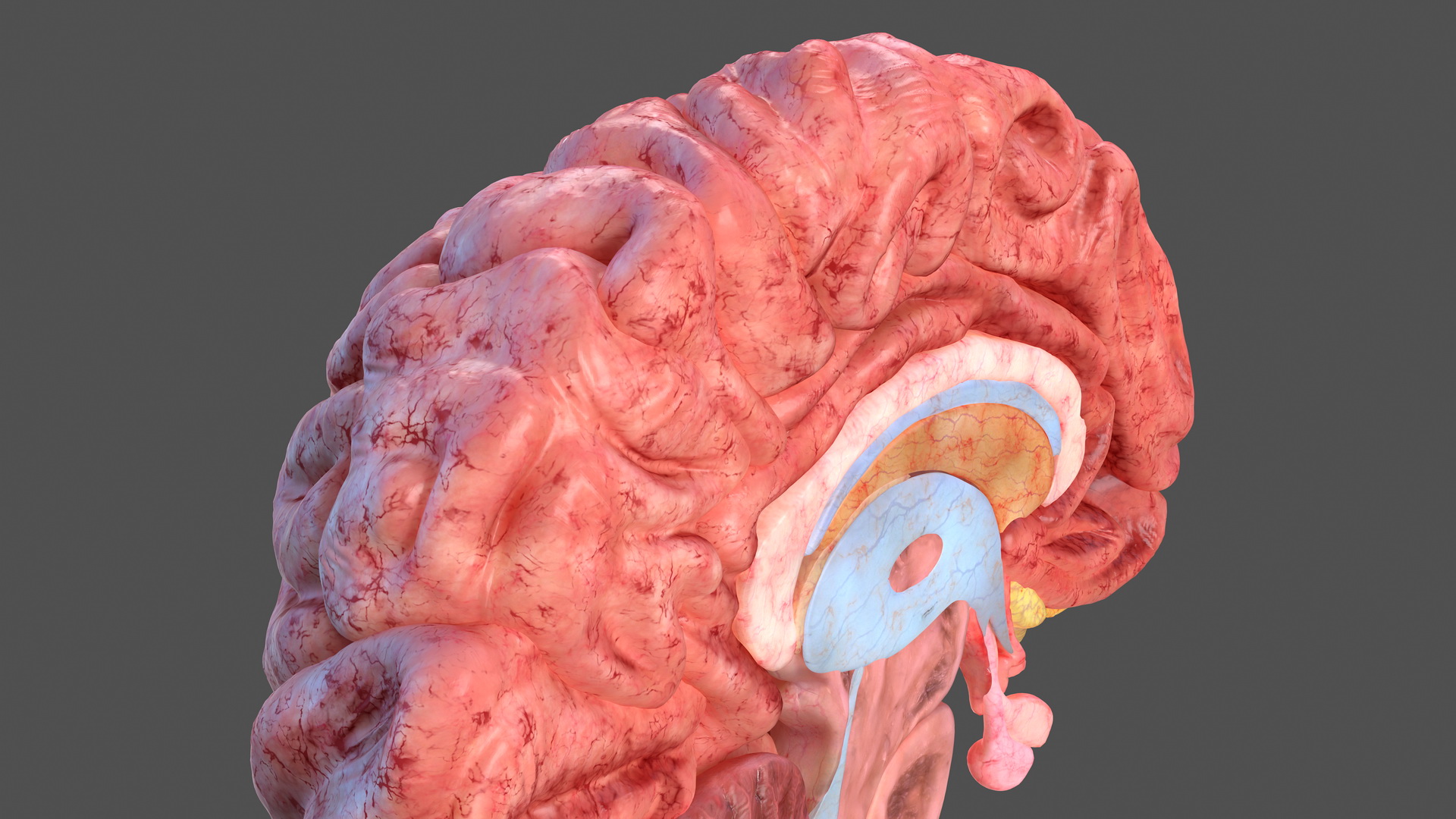 Human Brain Anatomy Section 3D