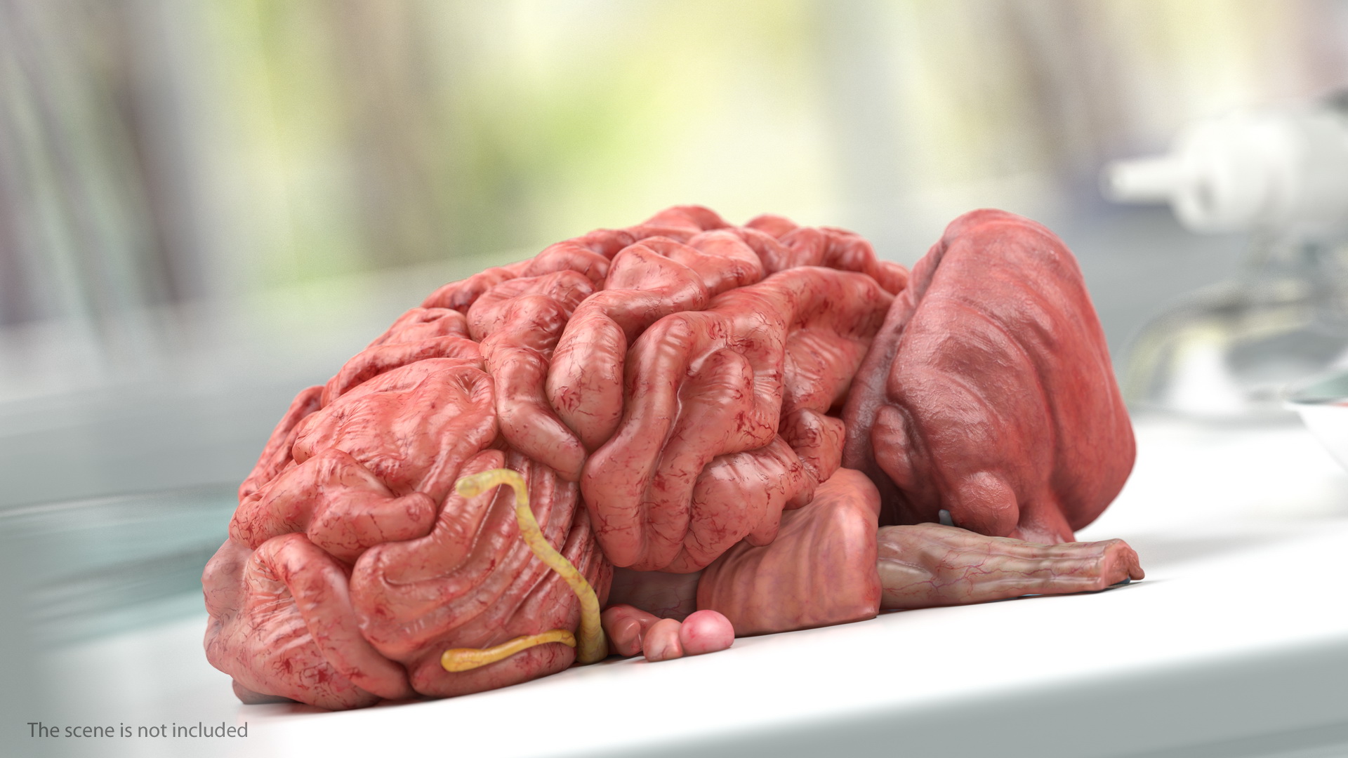 Human Brain Anatomy Section 3D