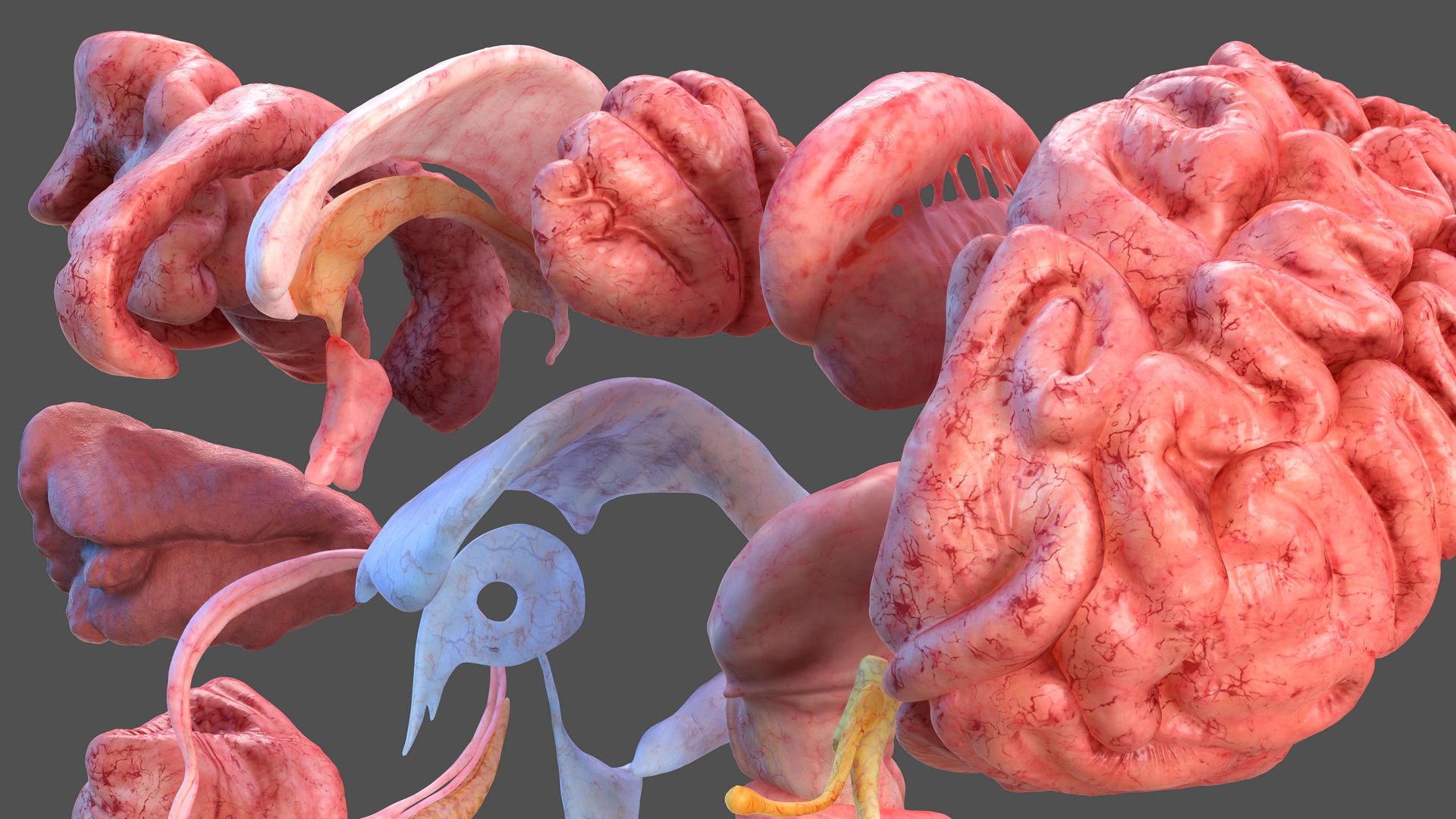 Human Brain Anatomy Section 3D