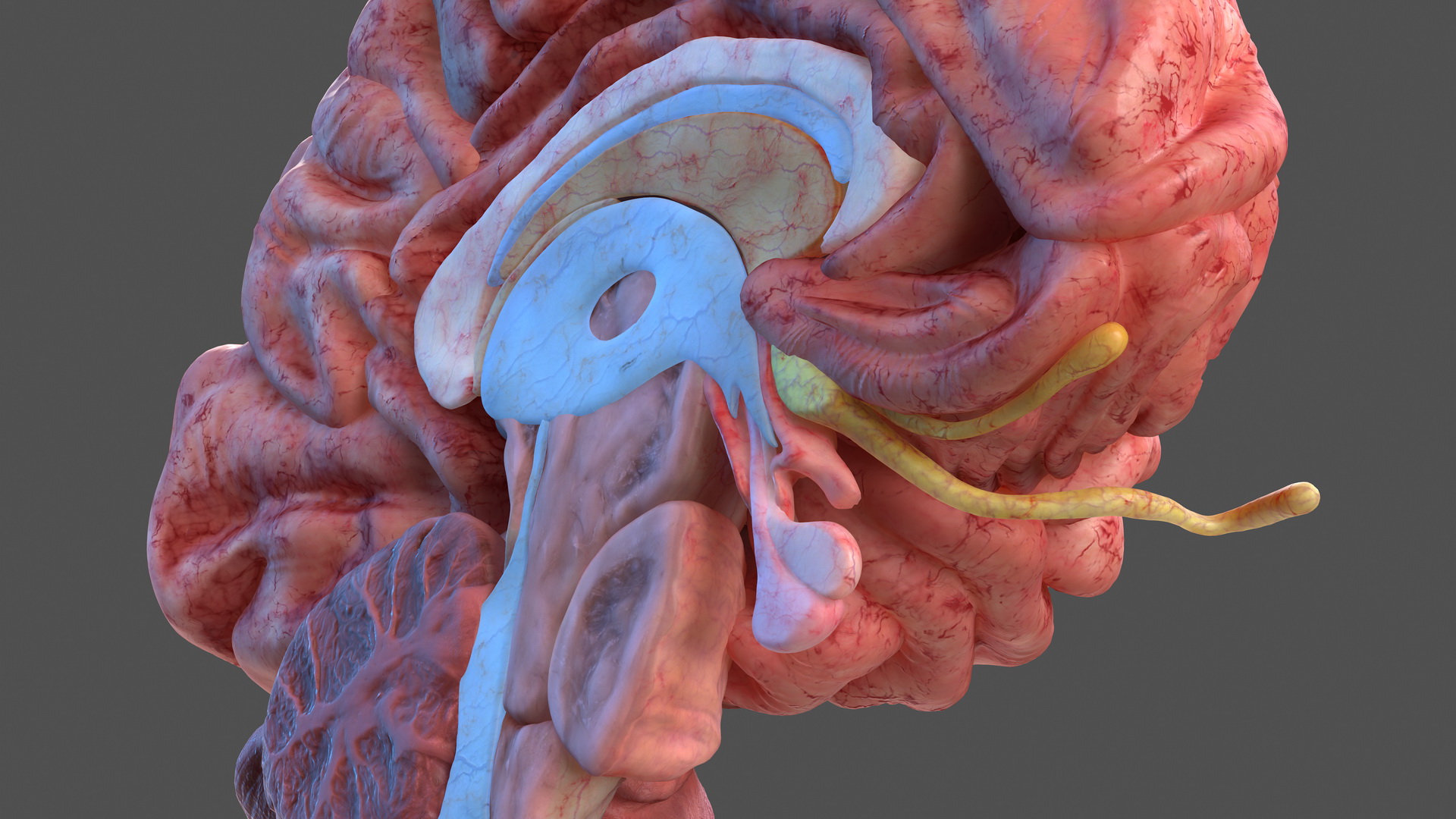 Human Brain Anatomy Section 3D