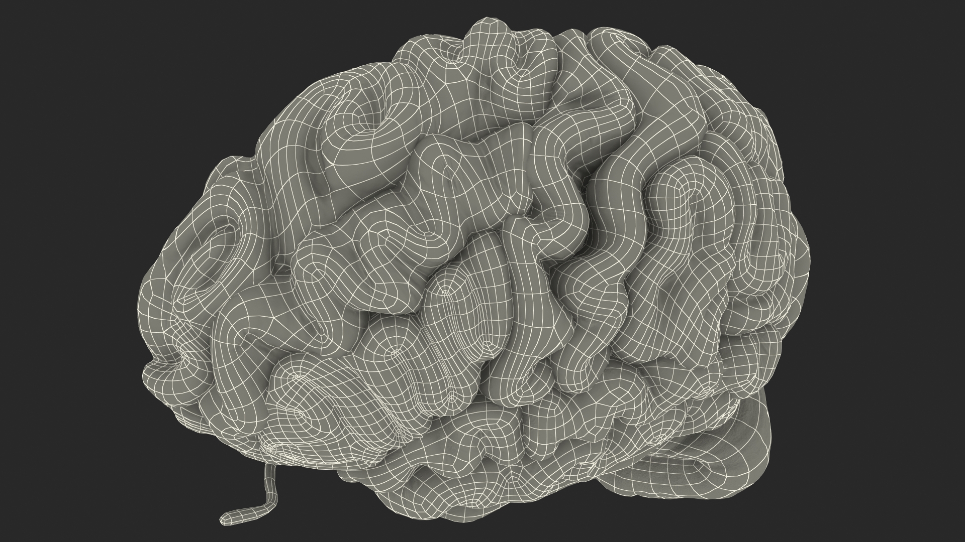 Human Brain Anatomy Section 3D