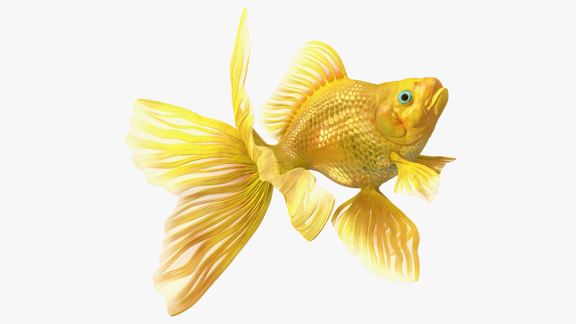 3D Goldfish Swim model