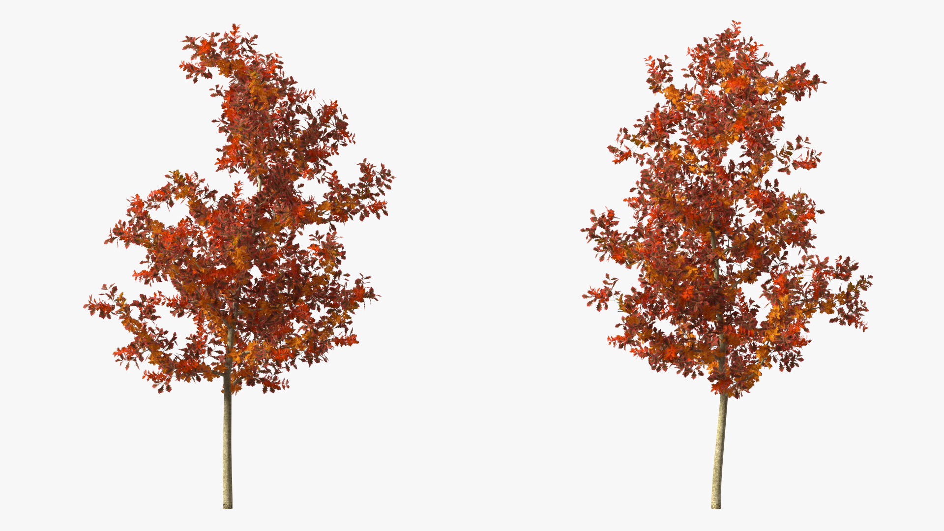 Young White Oak Autumn 3D