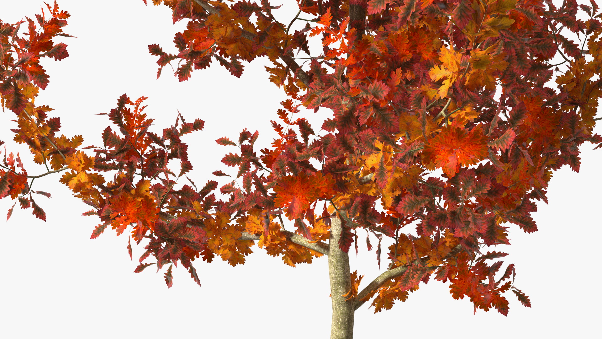 Young White Oak Autumn 3D