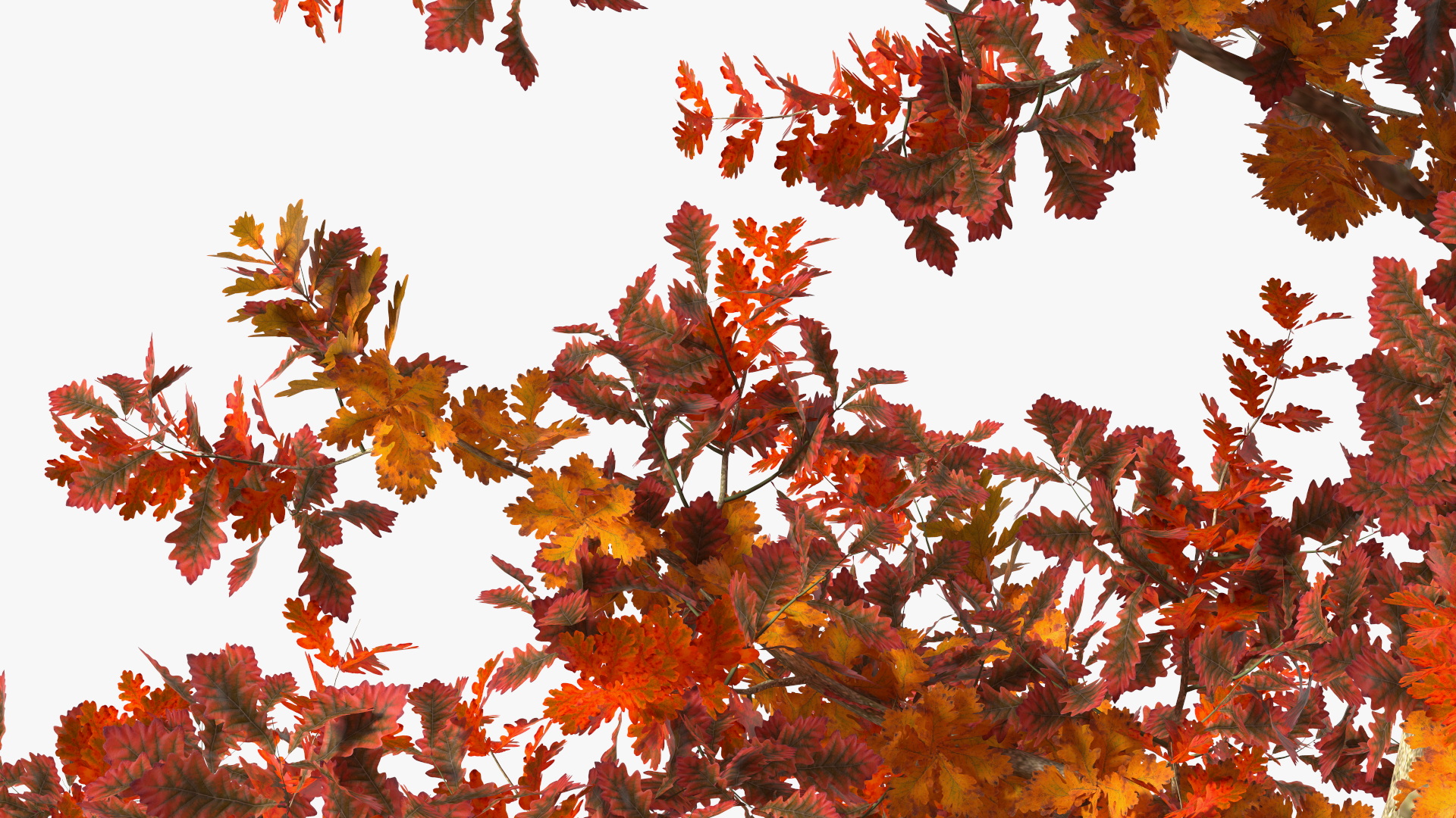 Young White Oak Autumn 3D