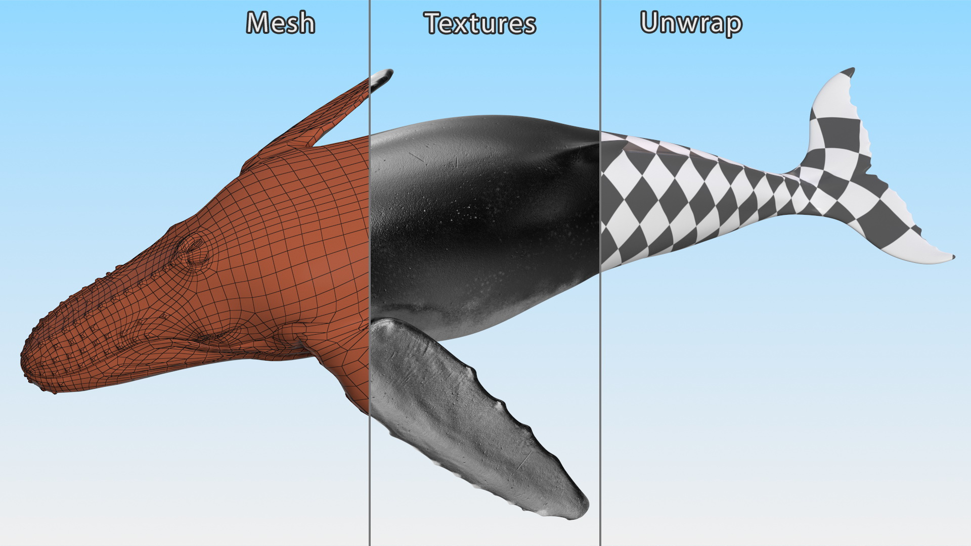 3D model Humpback Whale or Megaptera Novaeangliae