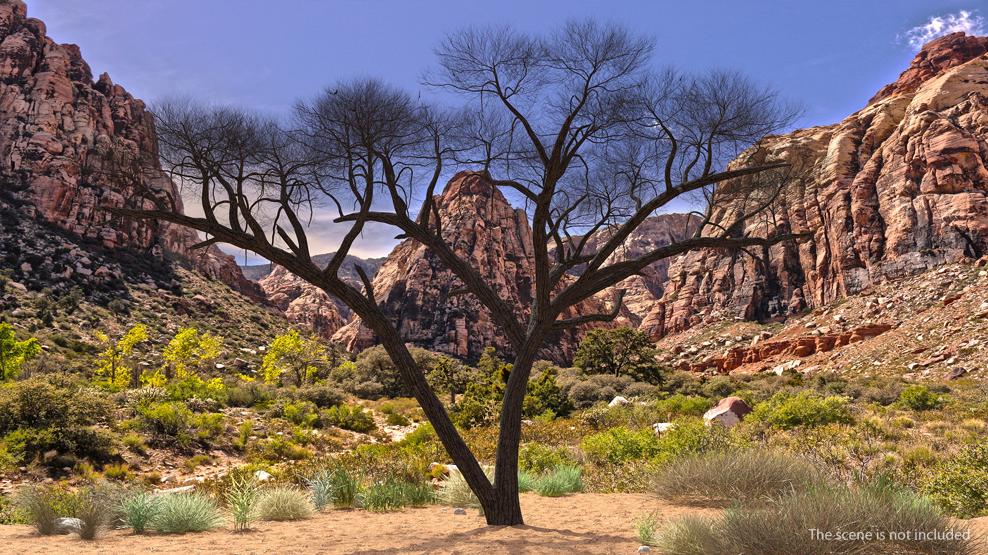 3D Winter Acacia Tree model