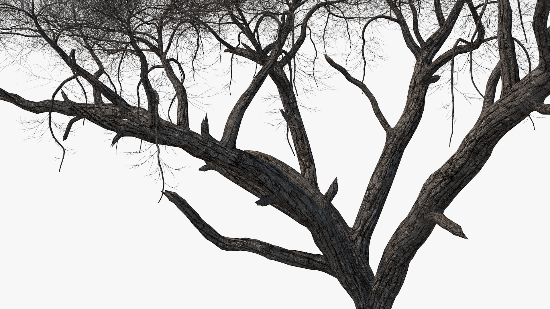 3D Winter Acacia Tree model