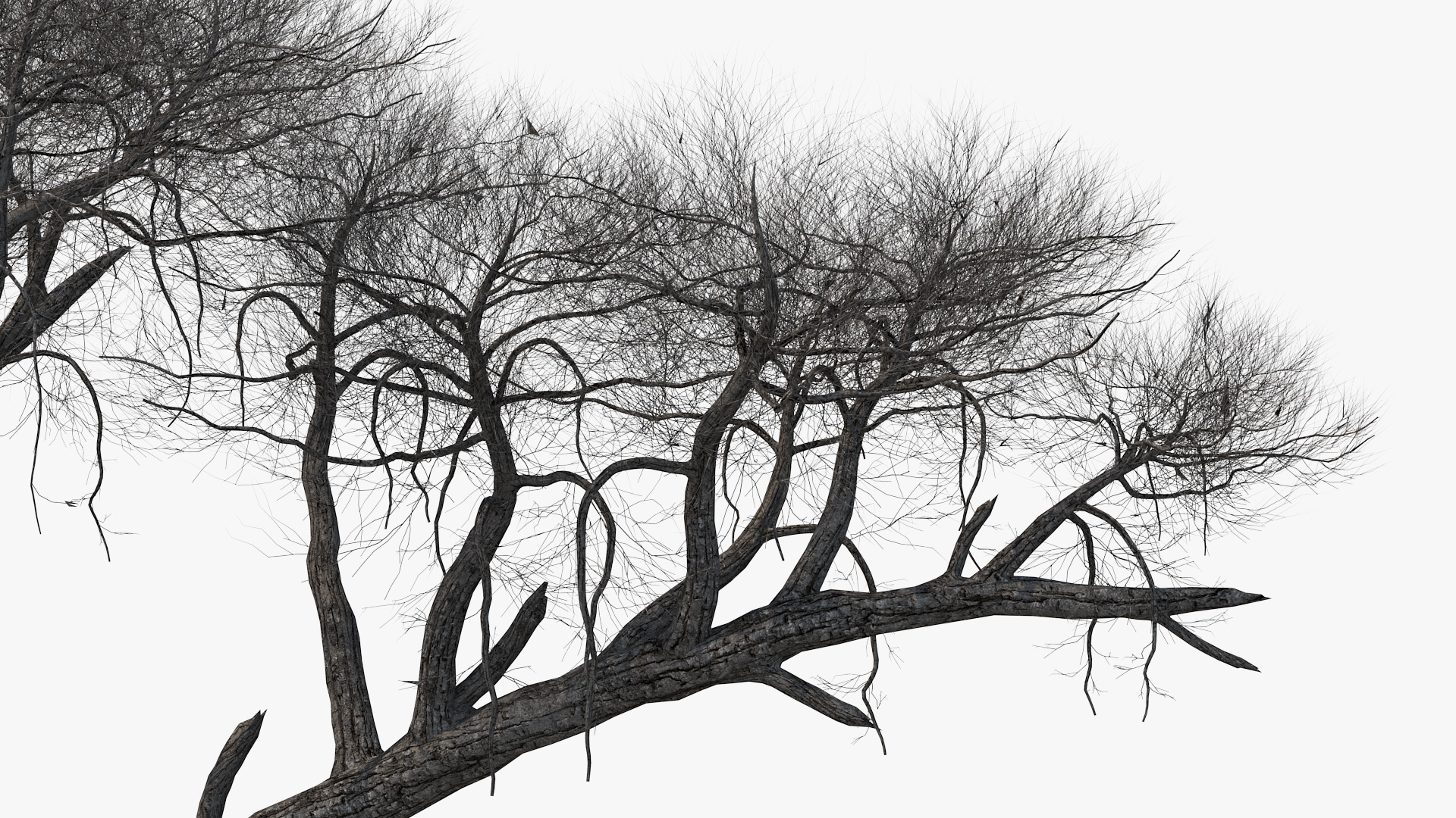 3D Winter Acacia Tree model