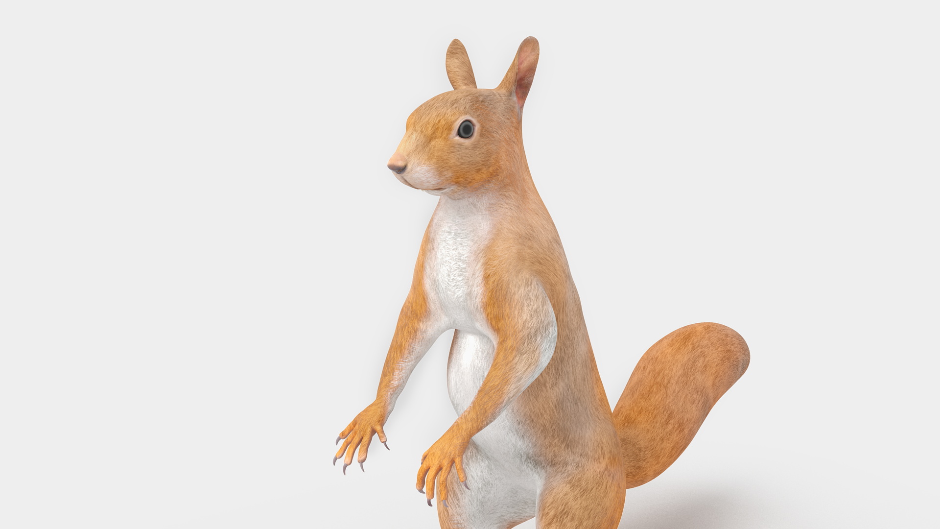 Red Squirrel in Standing Pose 3D model