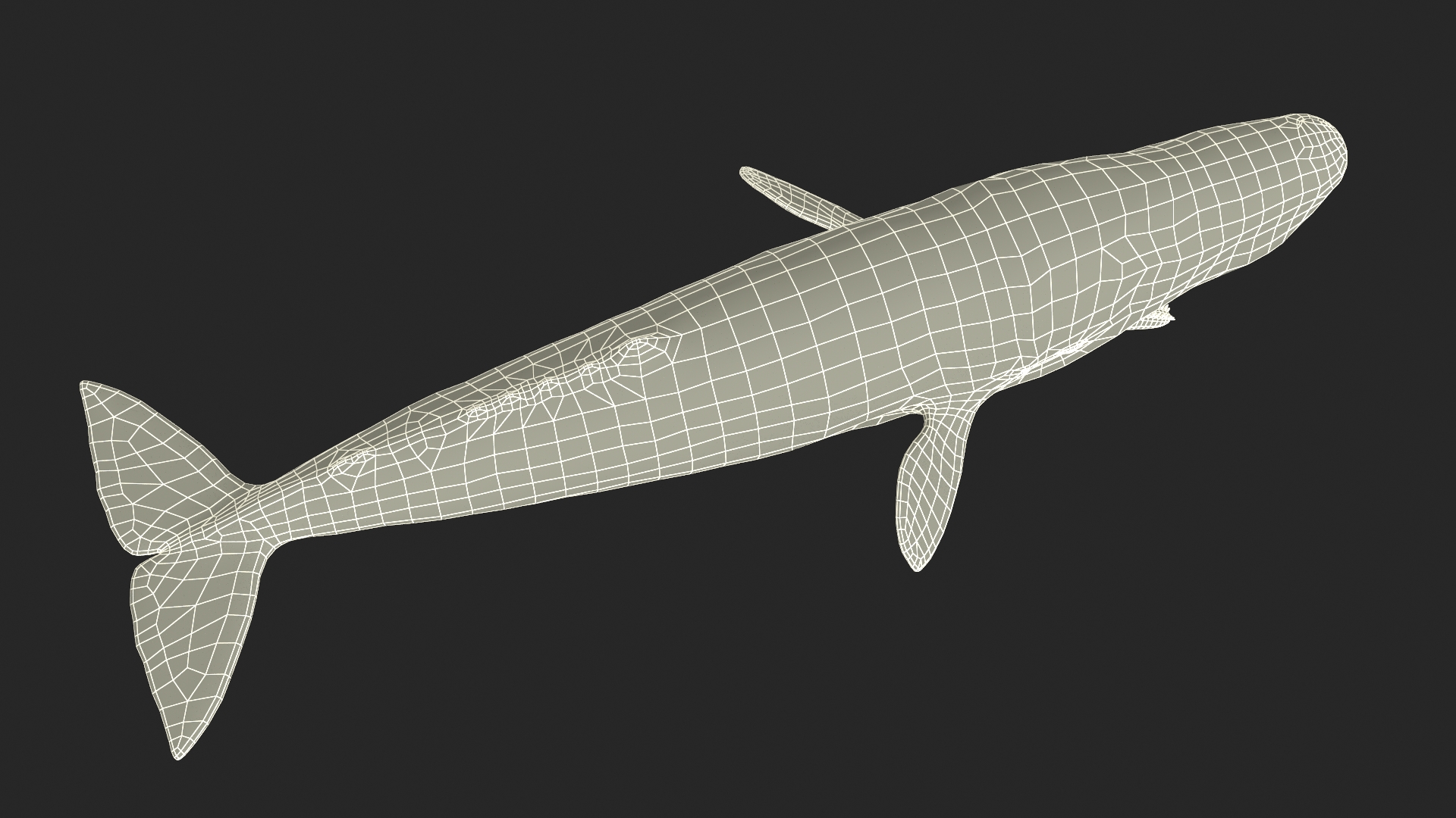 Sperm Whale Basic Pose 3D