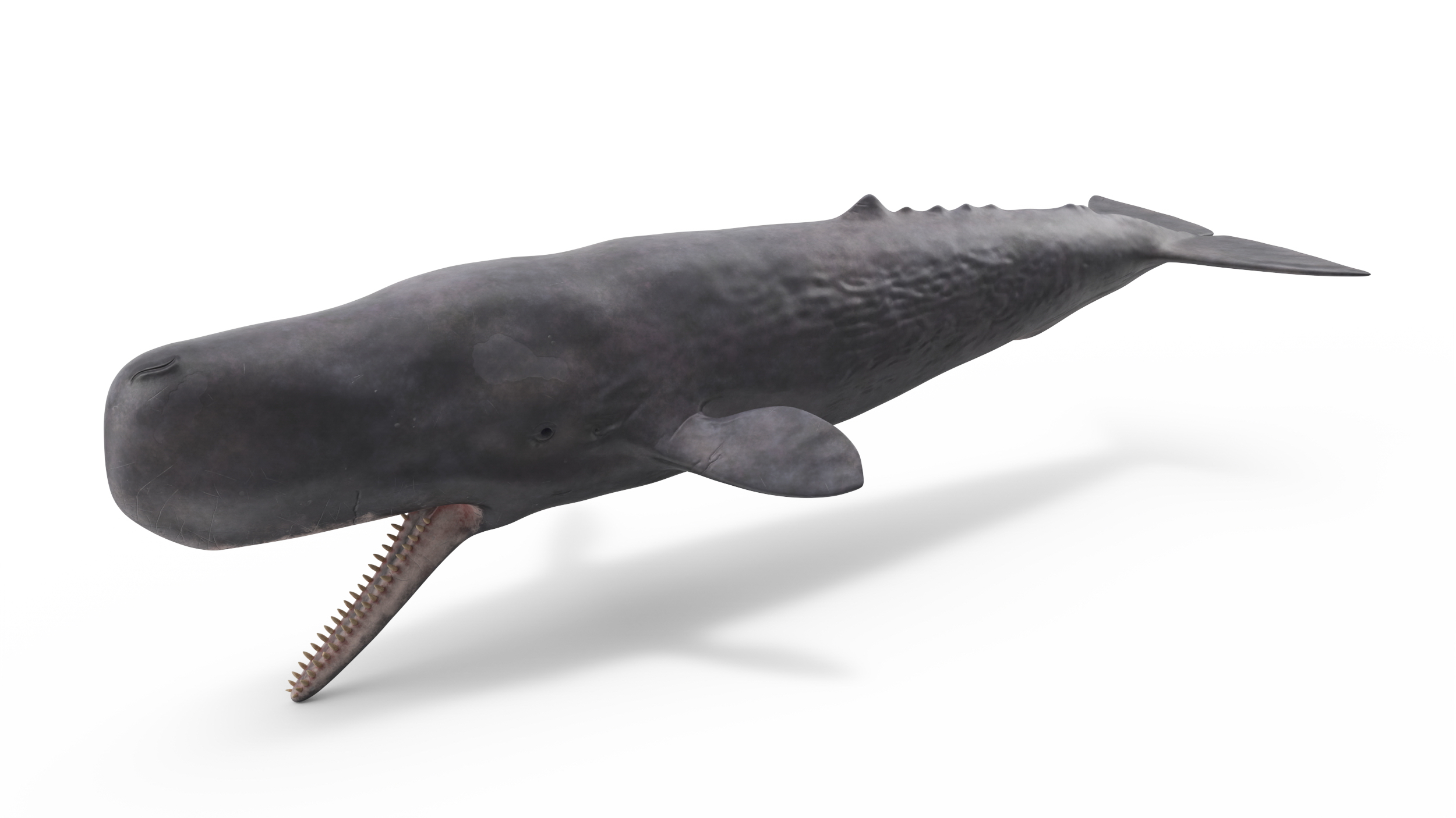 Sperm Whale Basic Pose 3D