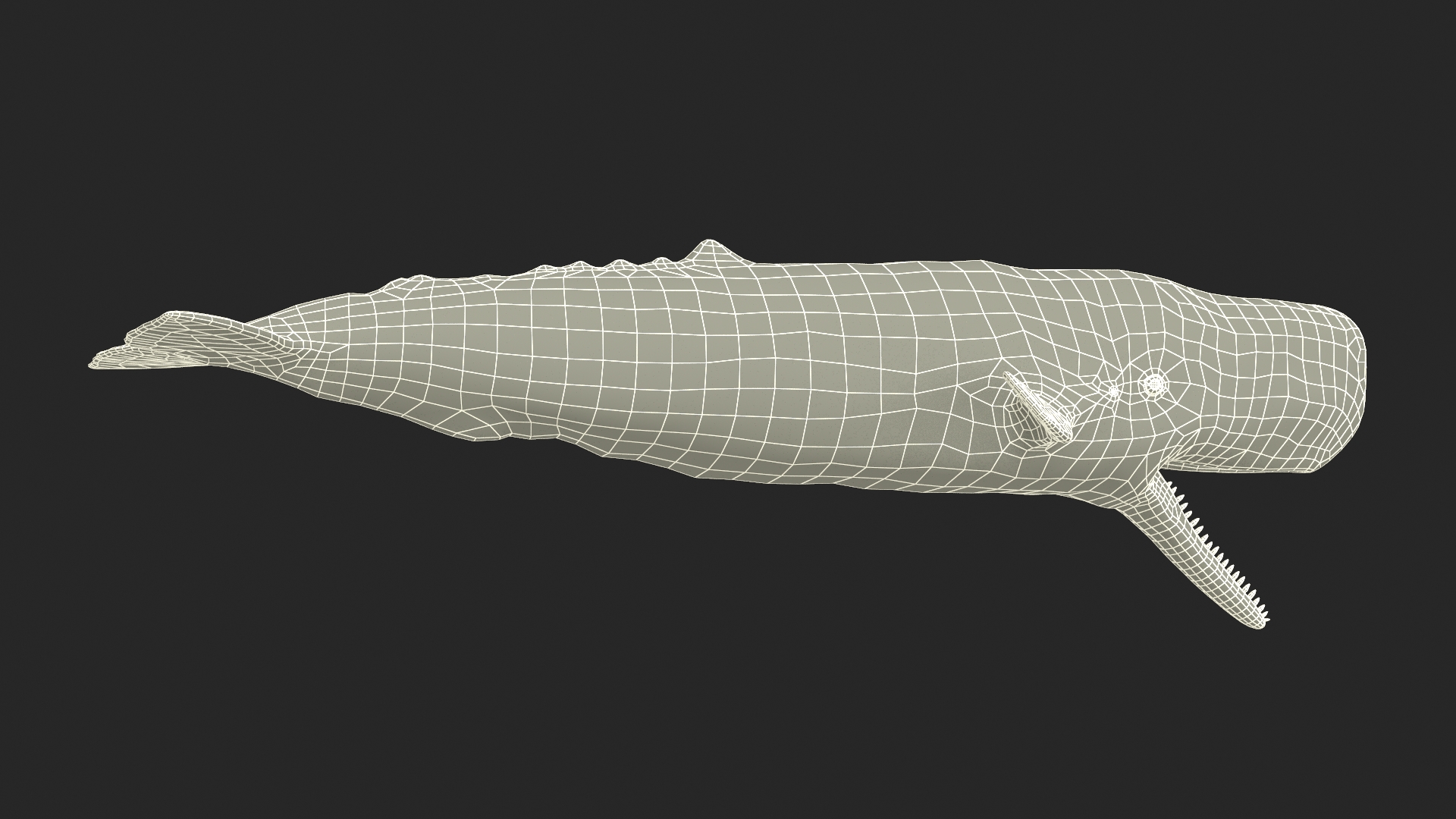 Sperm Whale Basic Pose 3D