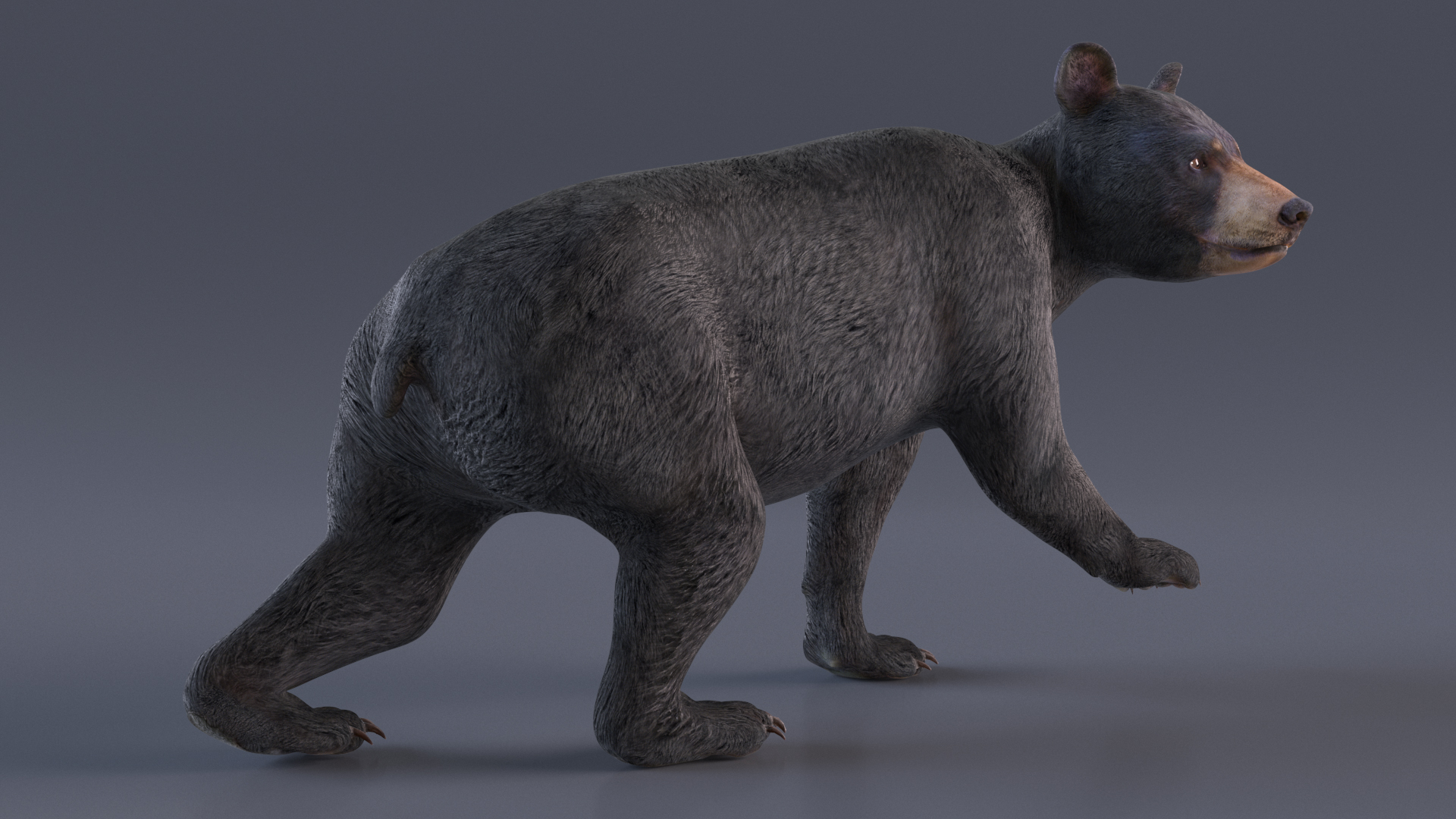 Young Black Bear in Walking 3D