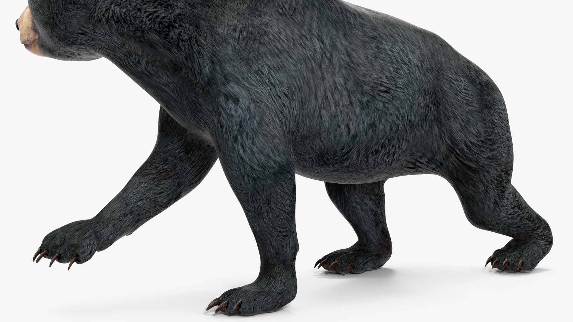 Young Black Bear in Walking 3D