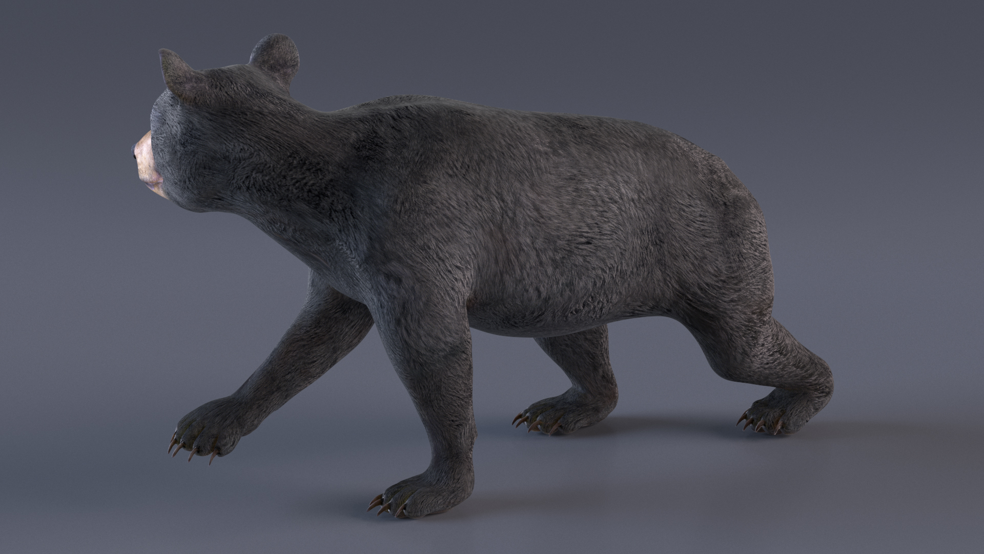 Young Black Bear in Walking 3D