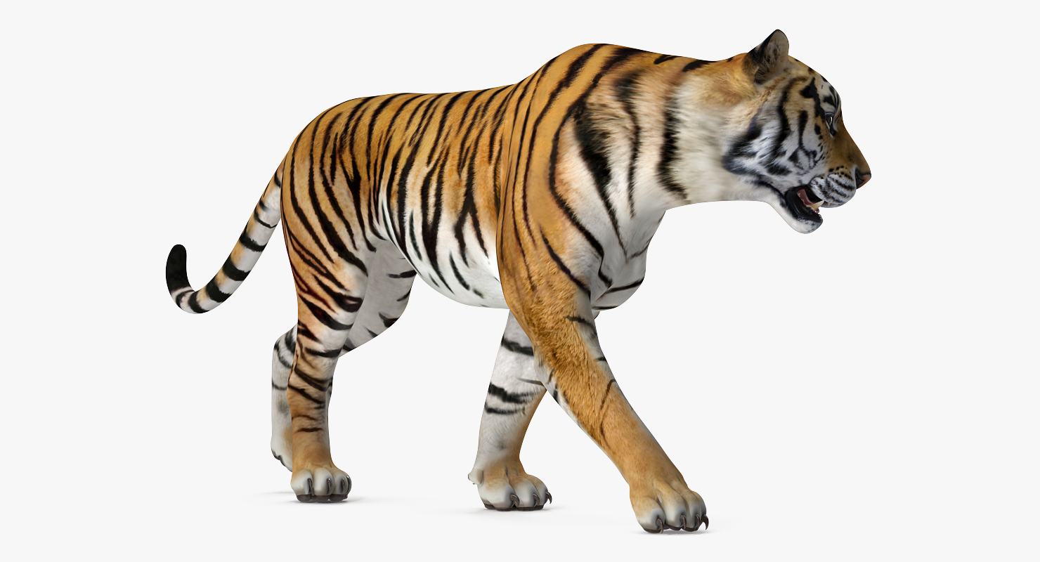 Tiger Walkig Pose 3D