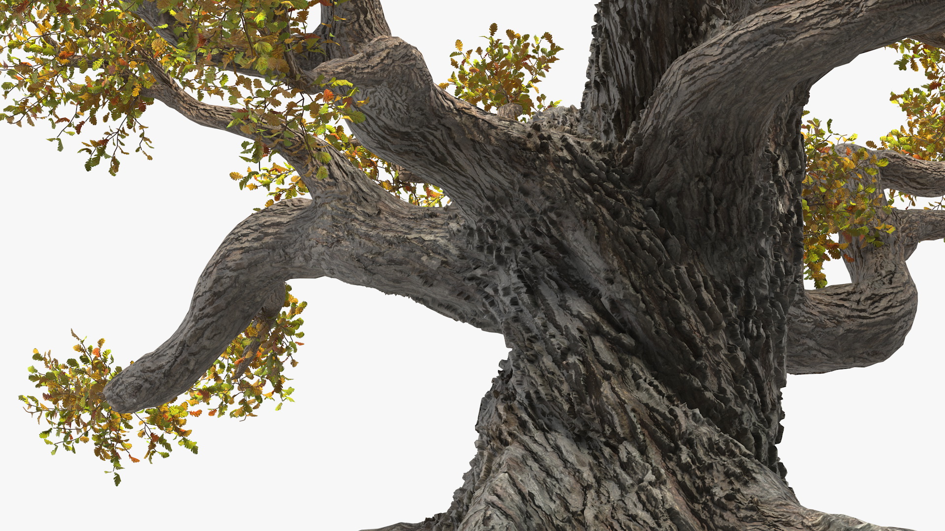 Old Twisted Oak Tree with Leaves 3D