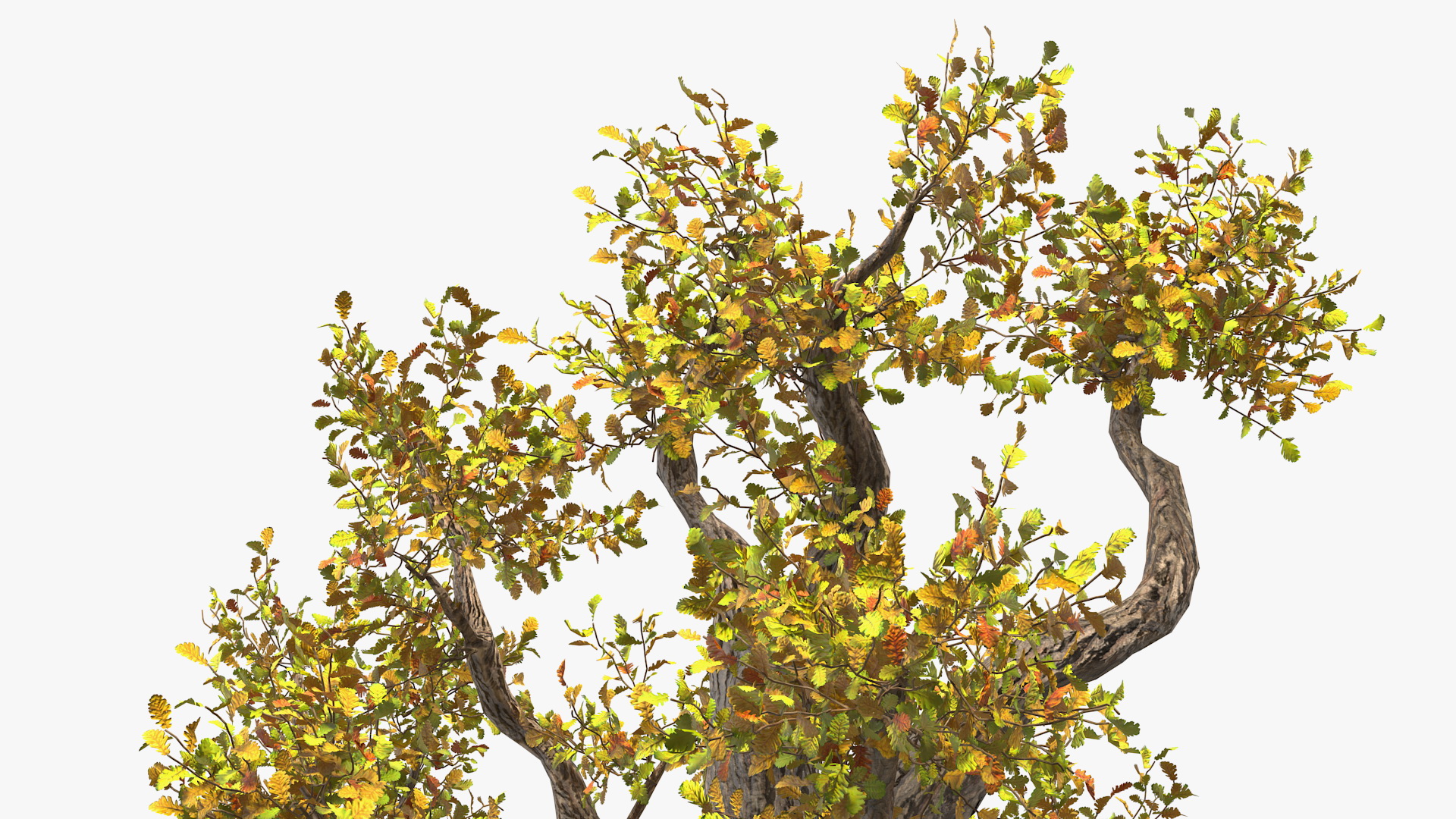 Old Twisted Oak Tree with Leaves 3D