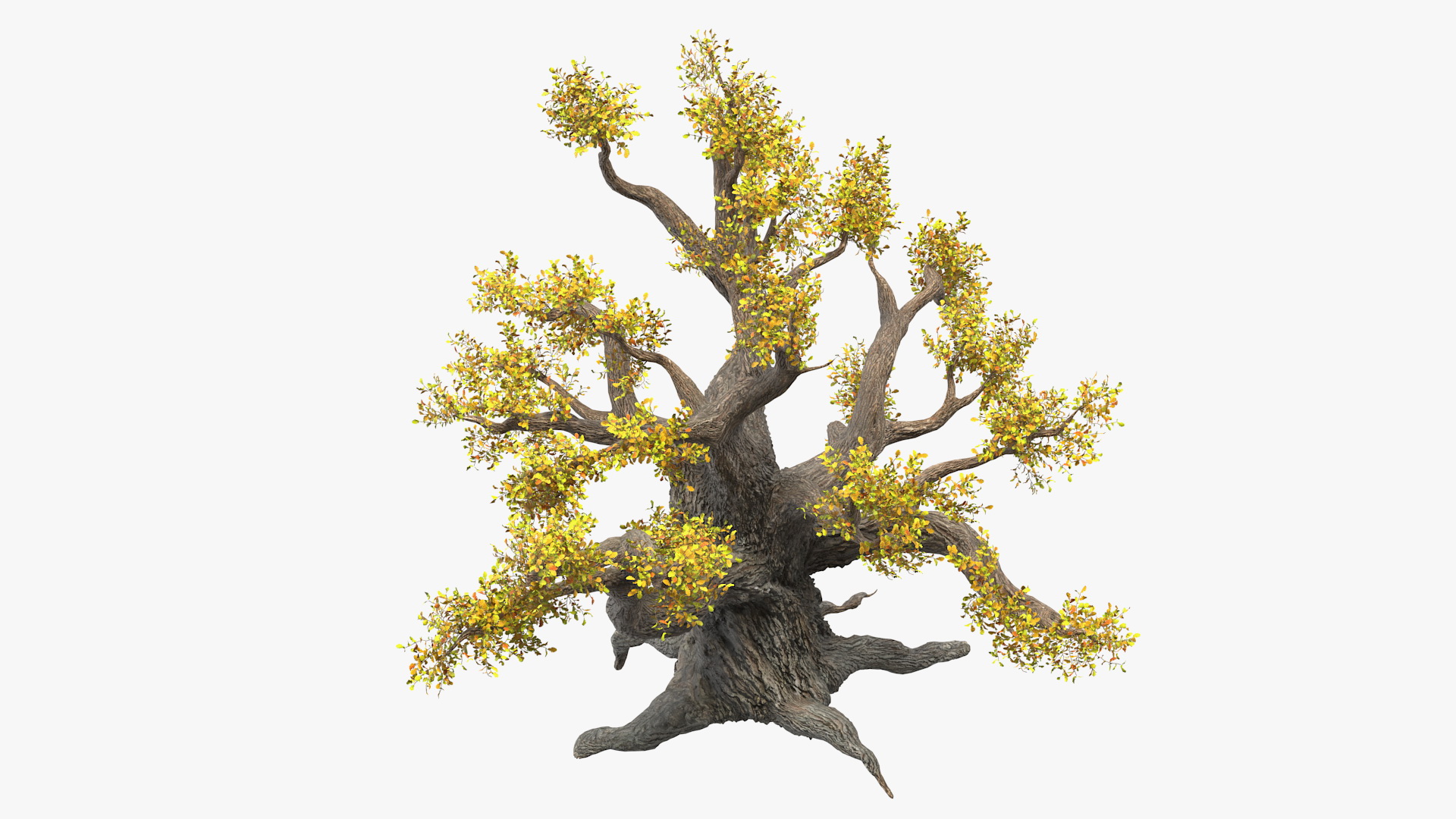 Old Twisted Oak Tree with Leaves 3D