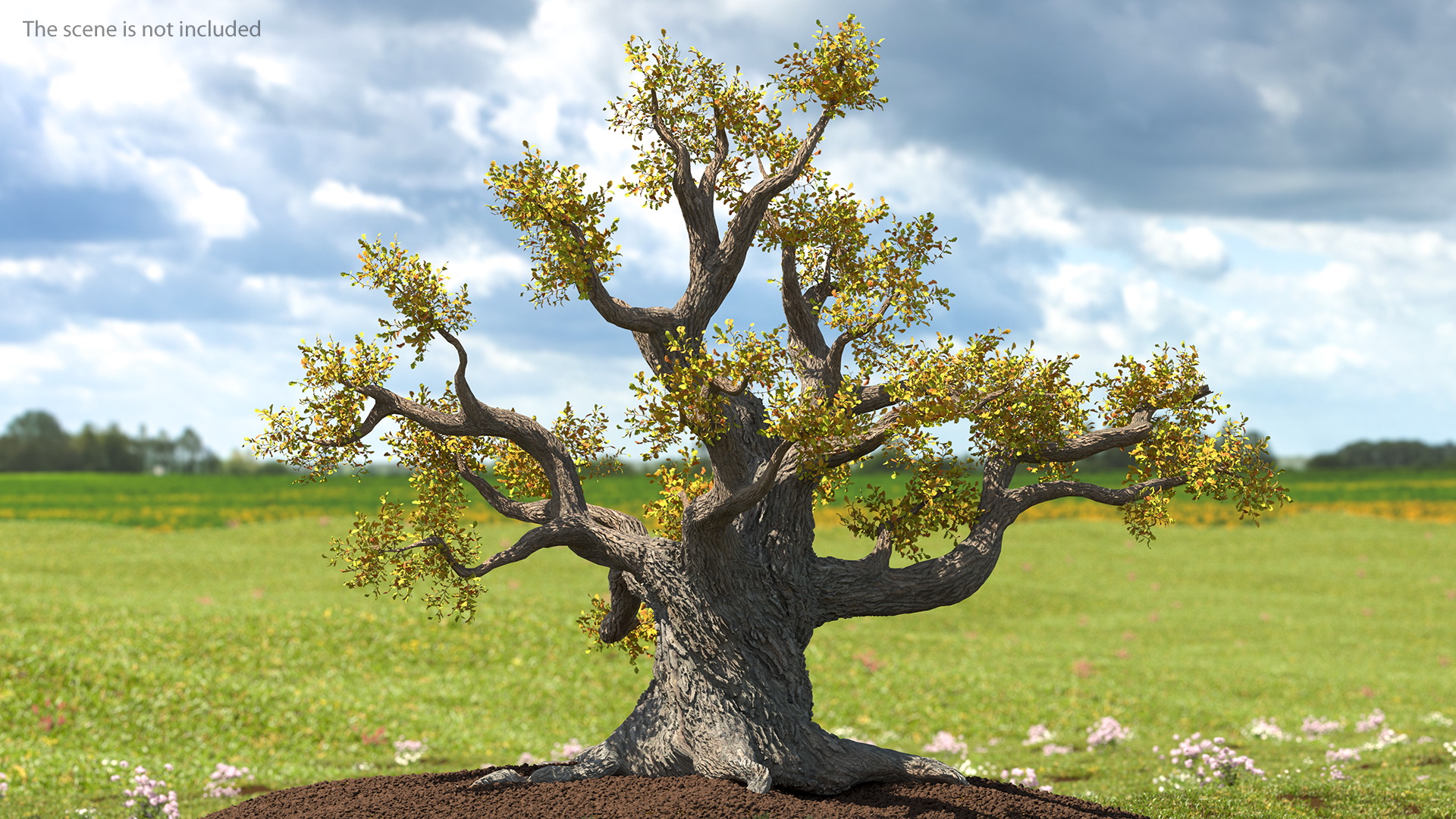 Old Twisted Oak Tree with Leaves 3D