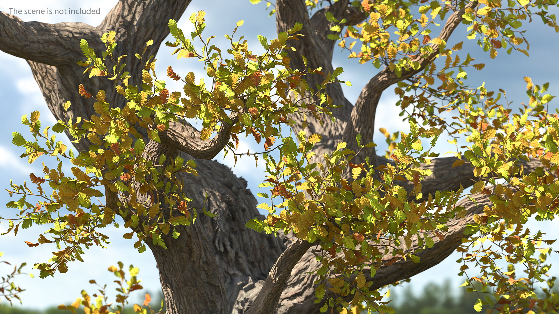 Old Twisted Oak Tree with Leaves 3D