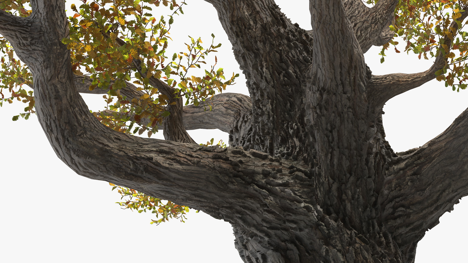 Old Twisted Oak Tree with Leaves 3D