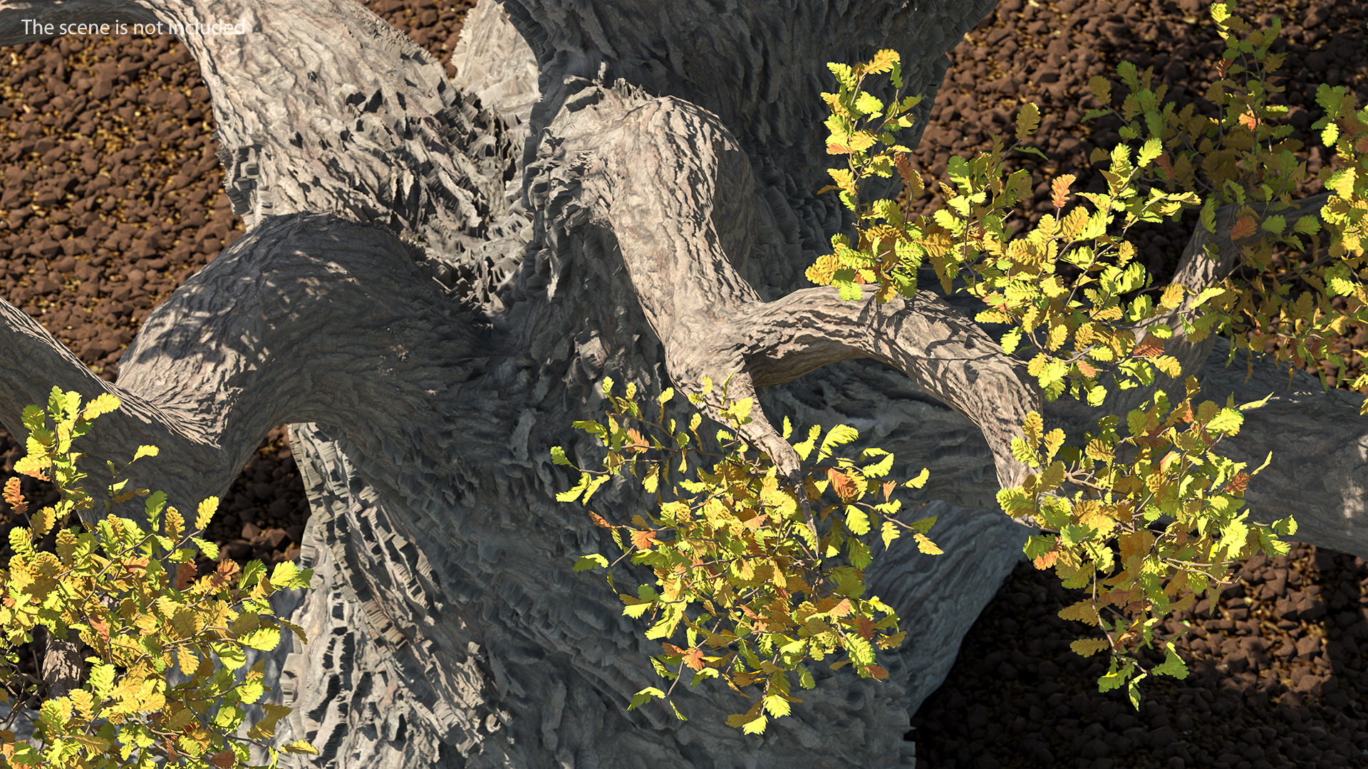 Old Twisted Oak Tree with Leaves 3D