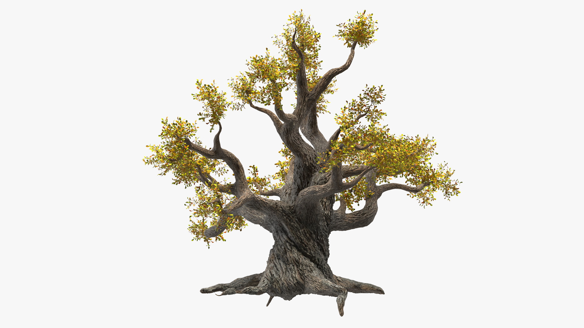 Old Twisted Oak Tree with Leaves 3D