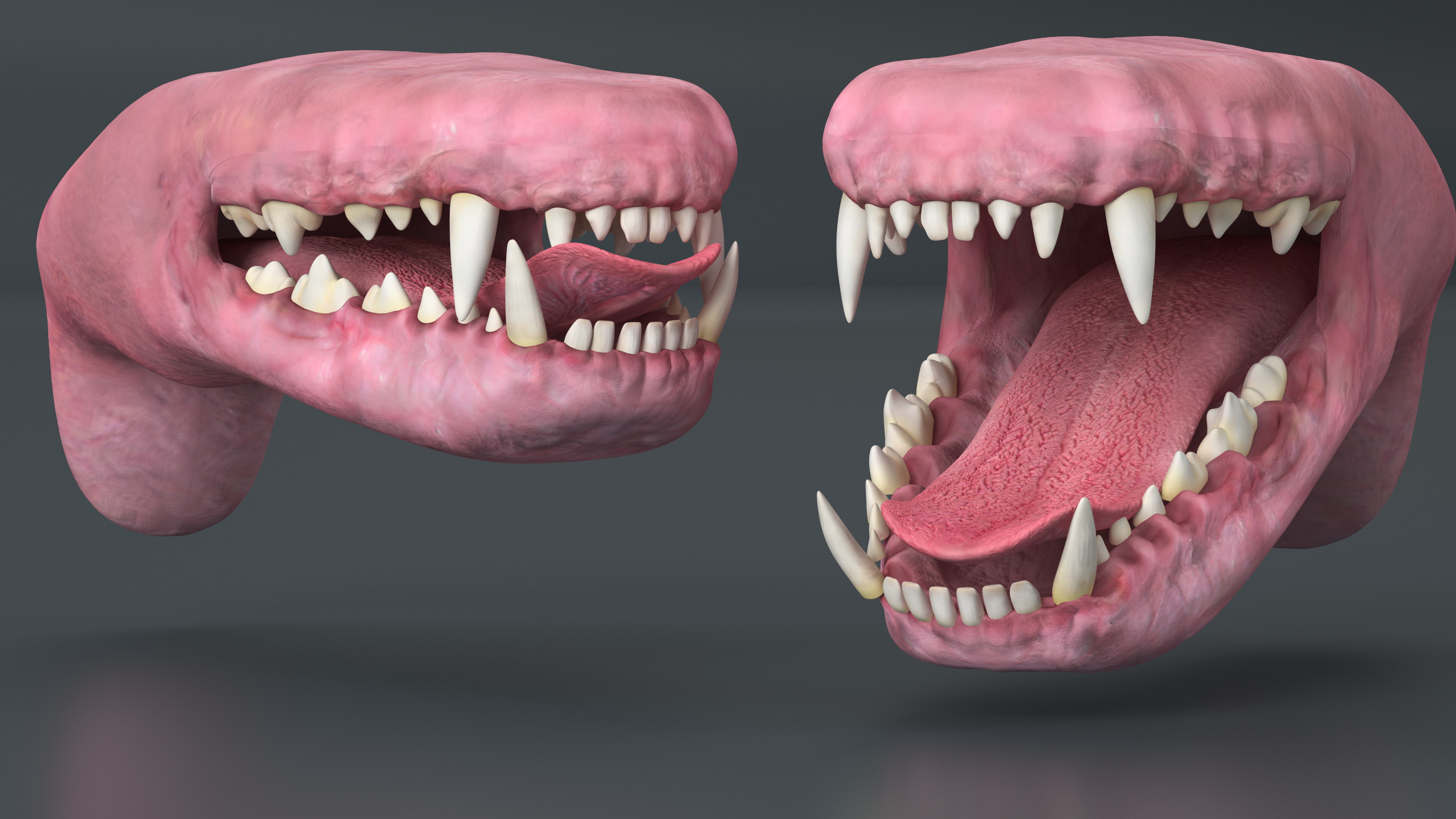 Dog Jaw Anatomic Rigged for Cinema 4D 3D