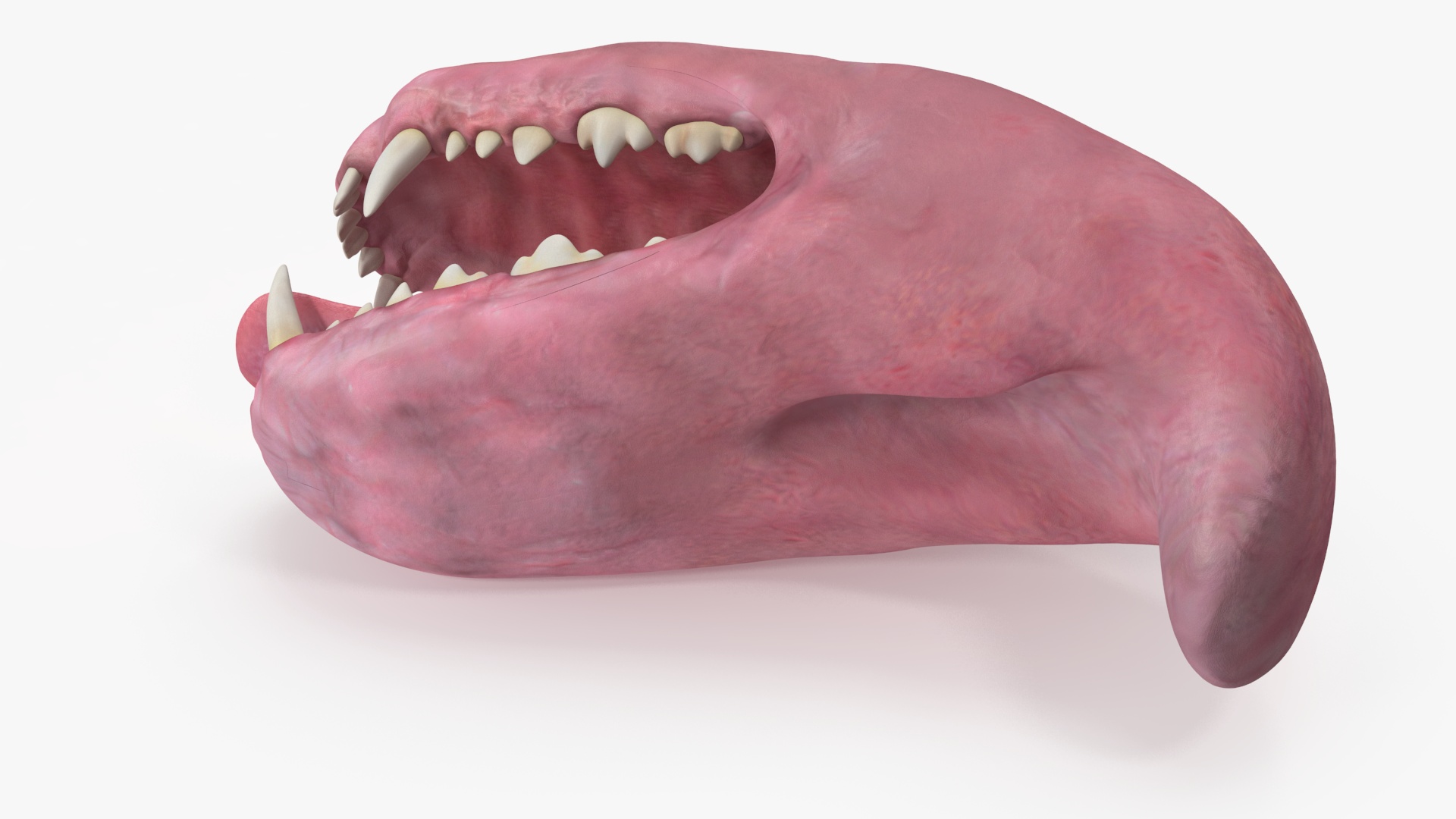 Dog Jaw Anatomic Rigged for Cinema 4D 3D