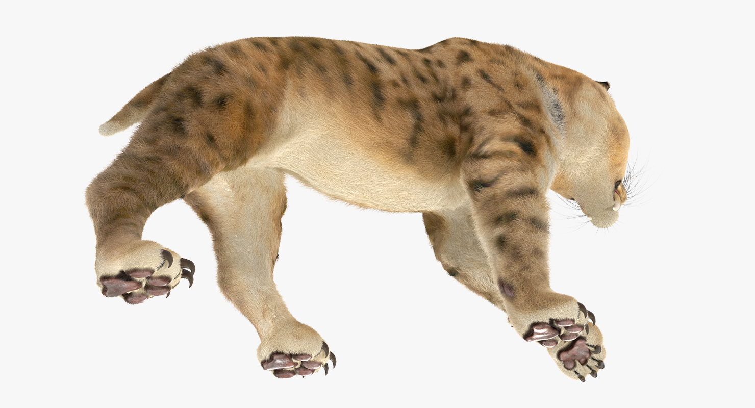 Saber Tooth Tiger Walking Pose with Fur 3D model