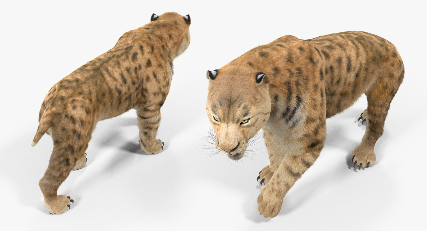 Saber Tooth Tiger Walking Pose with Fur 3D model