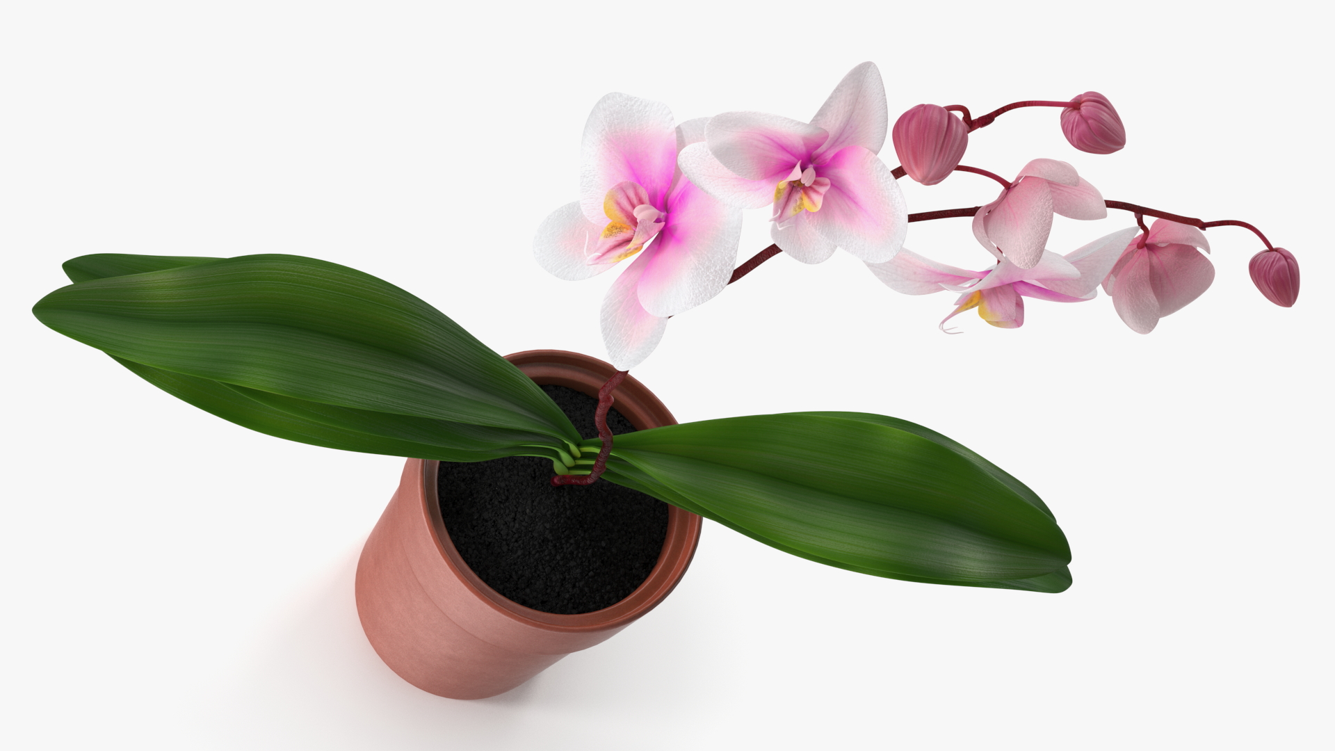 3D Terracotta Pot Orchid