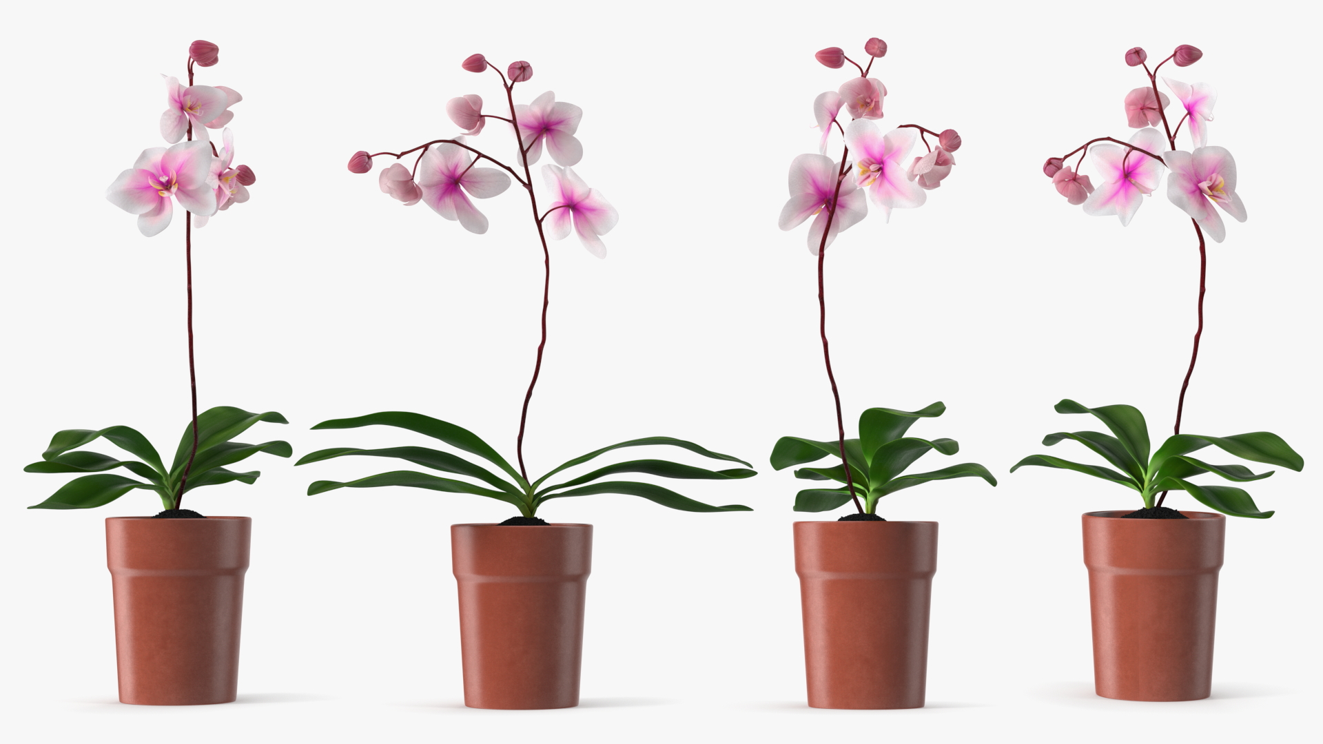 3D Terracotta Pot Orchid