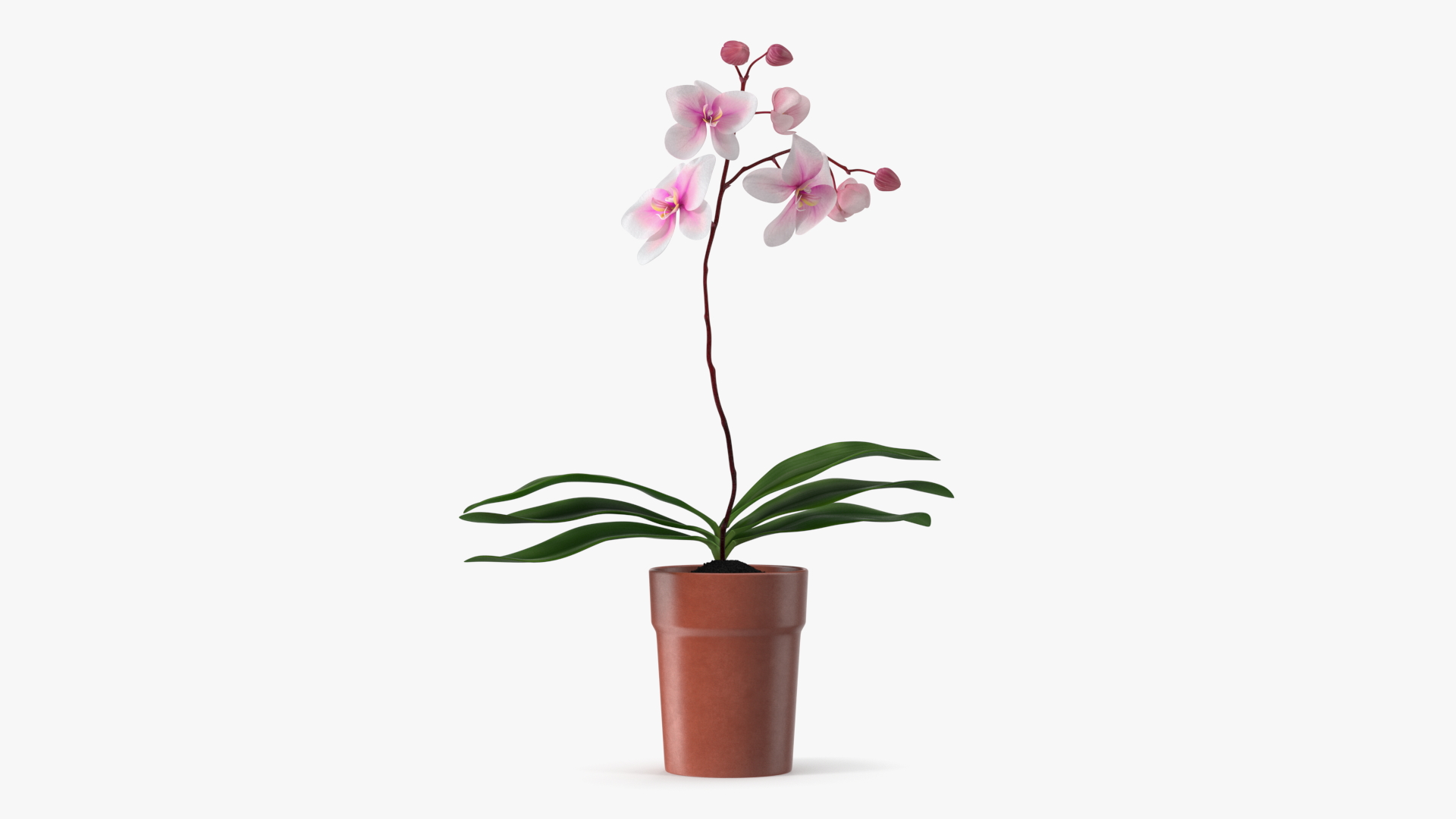 3D Terracotta Pot Orchid