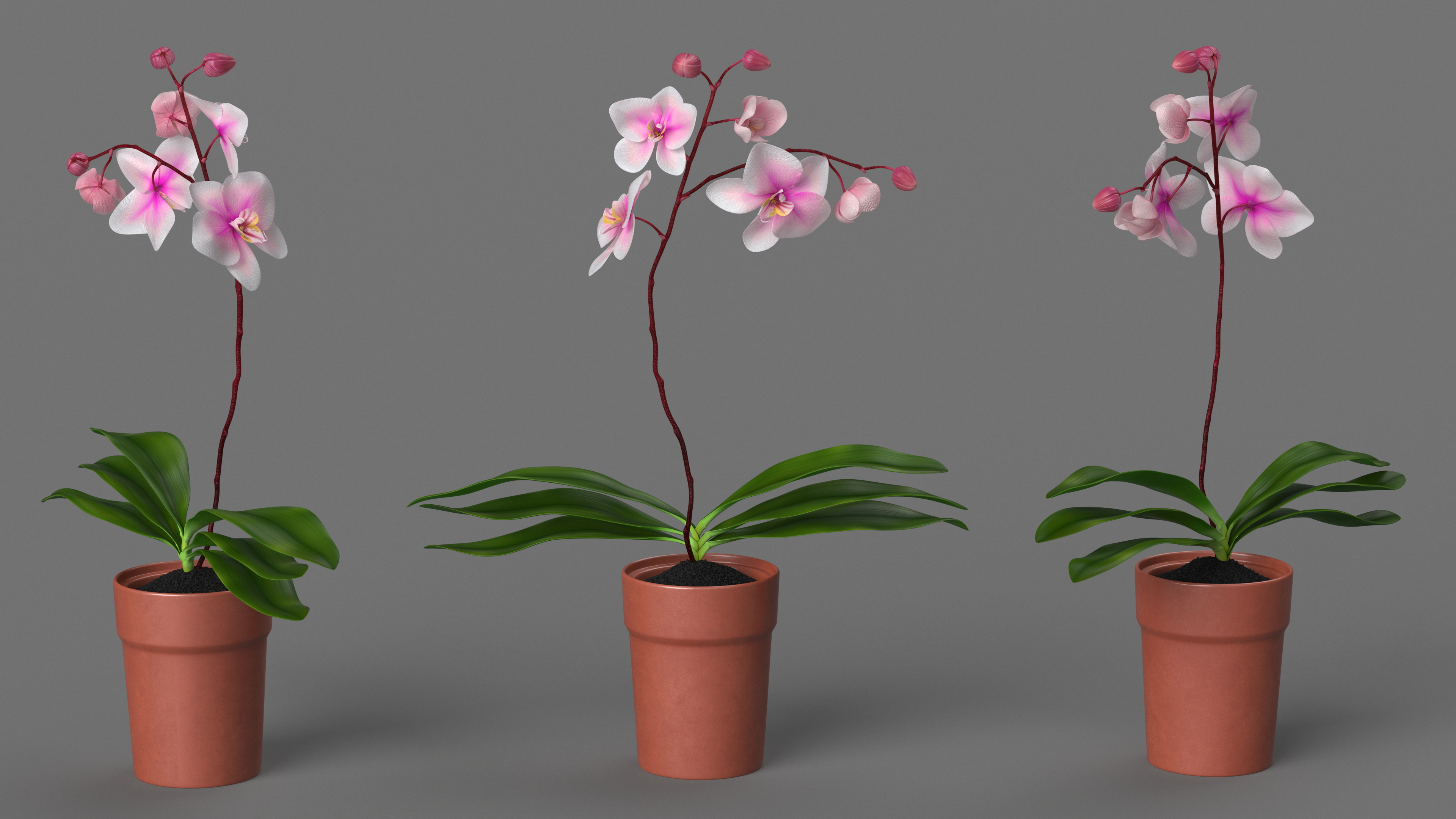 3D Terracotta Pot Orchid