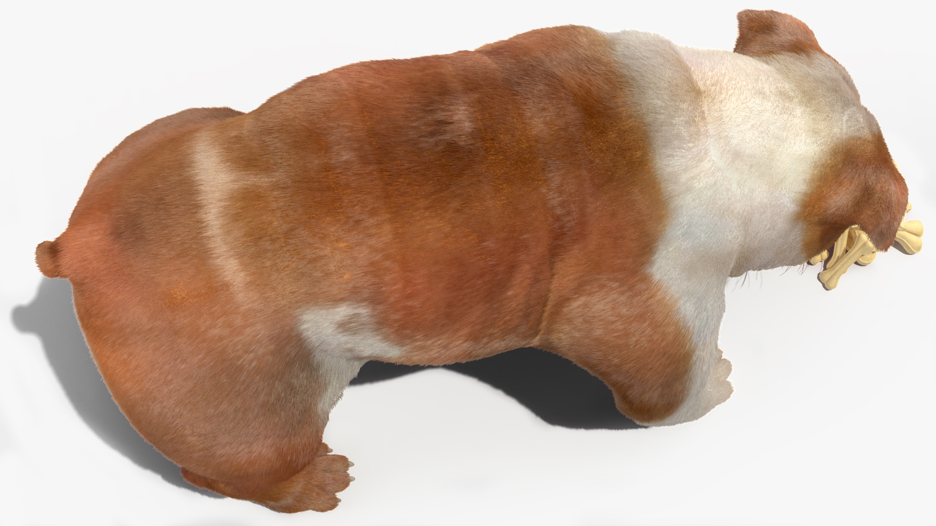 Bulldog Sniffs a Pile of Bones Fur 3D model