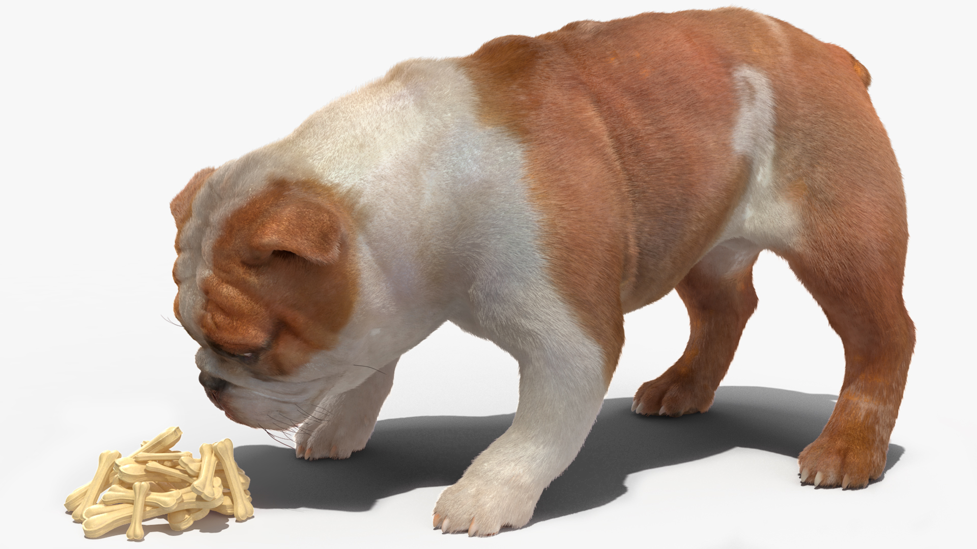 Bulldog Sniffs a Pile of Bones Fur 3D model