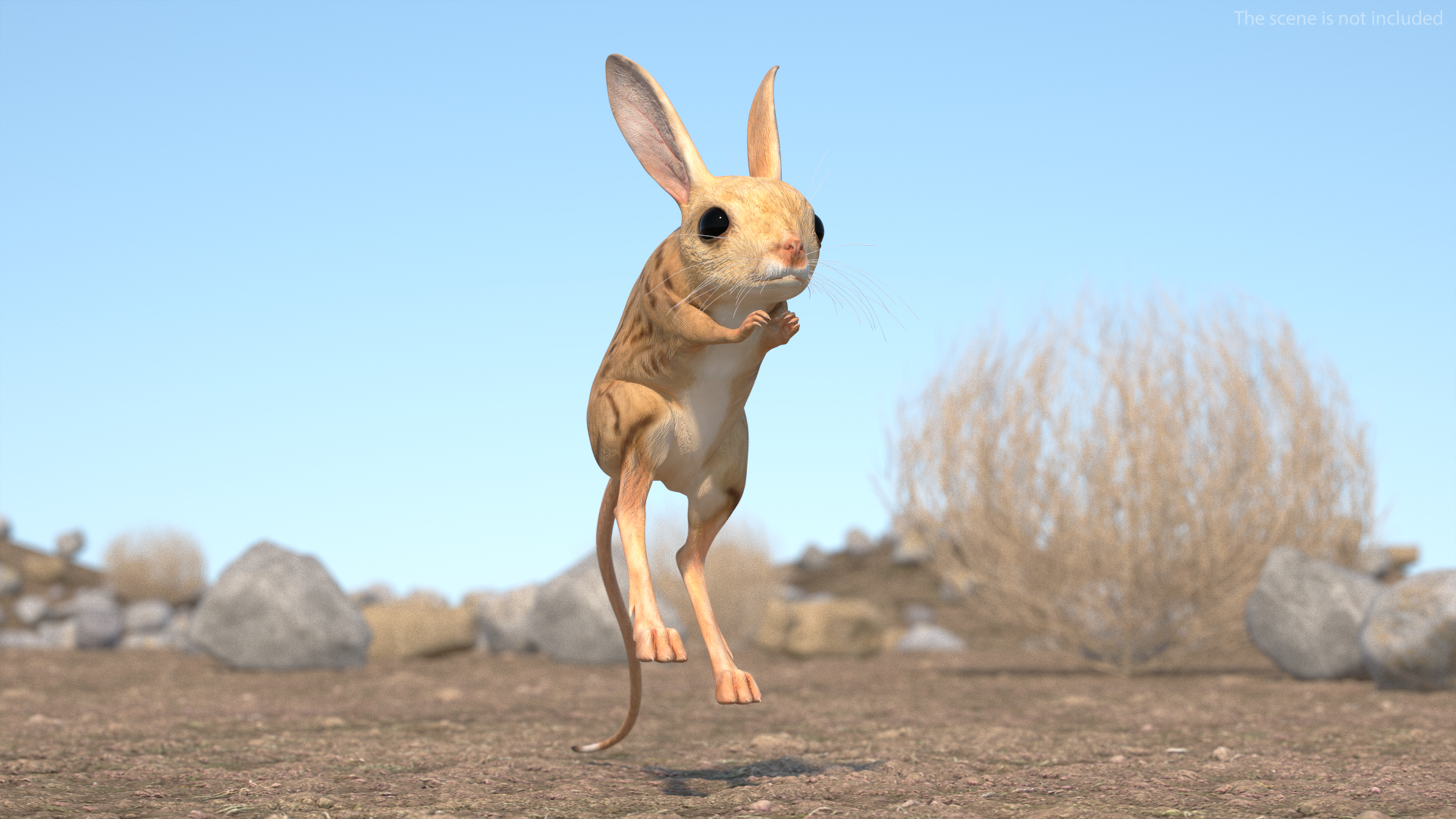 3D model Desert Jerboa Rigged