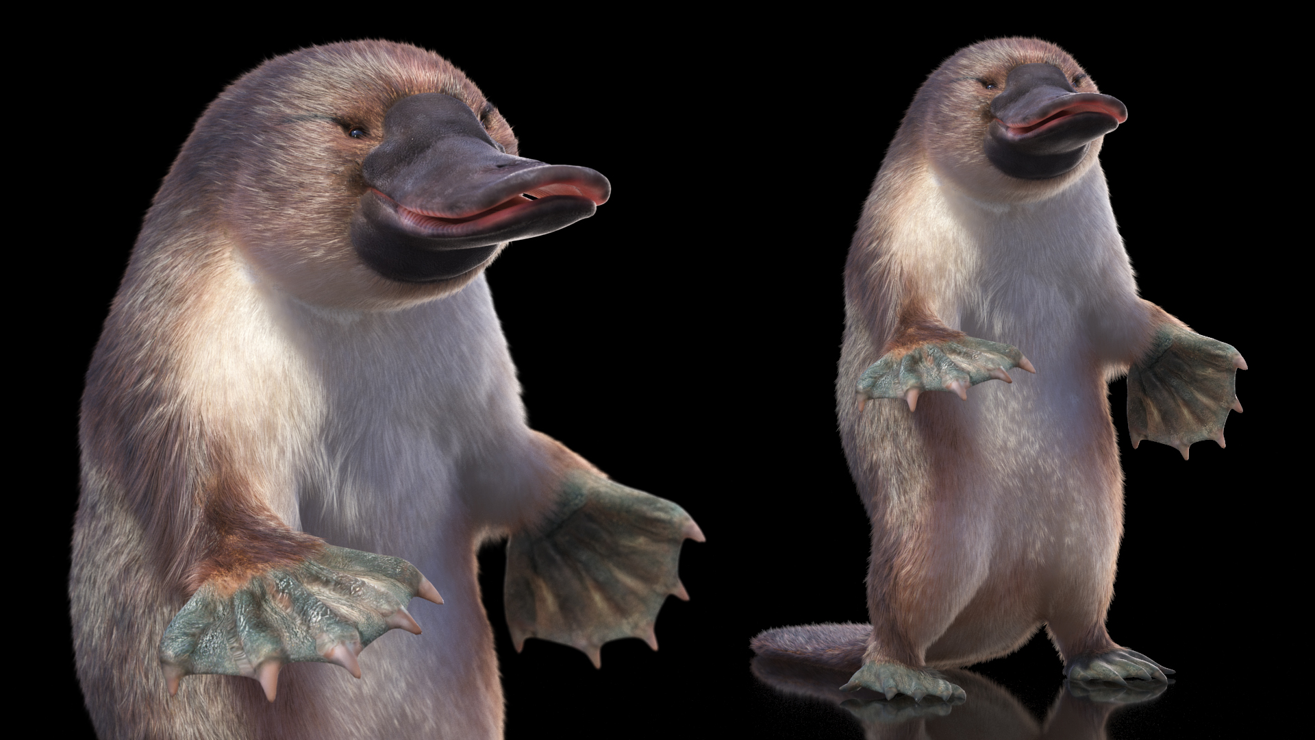 3D Platypus Standing Fur